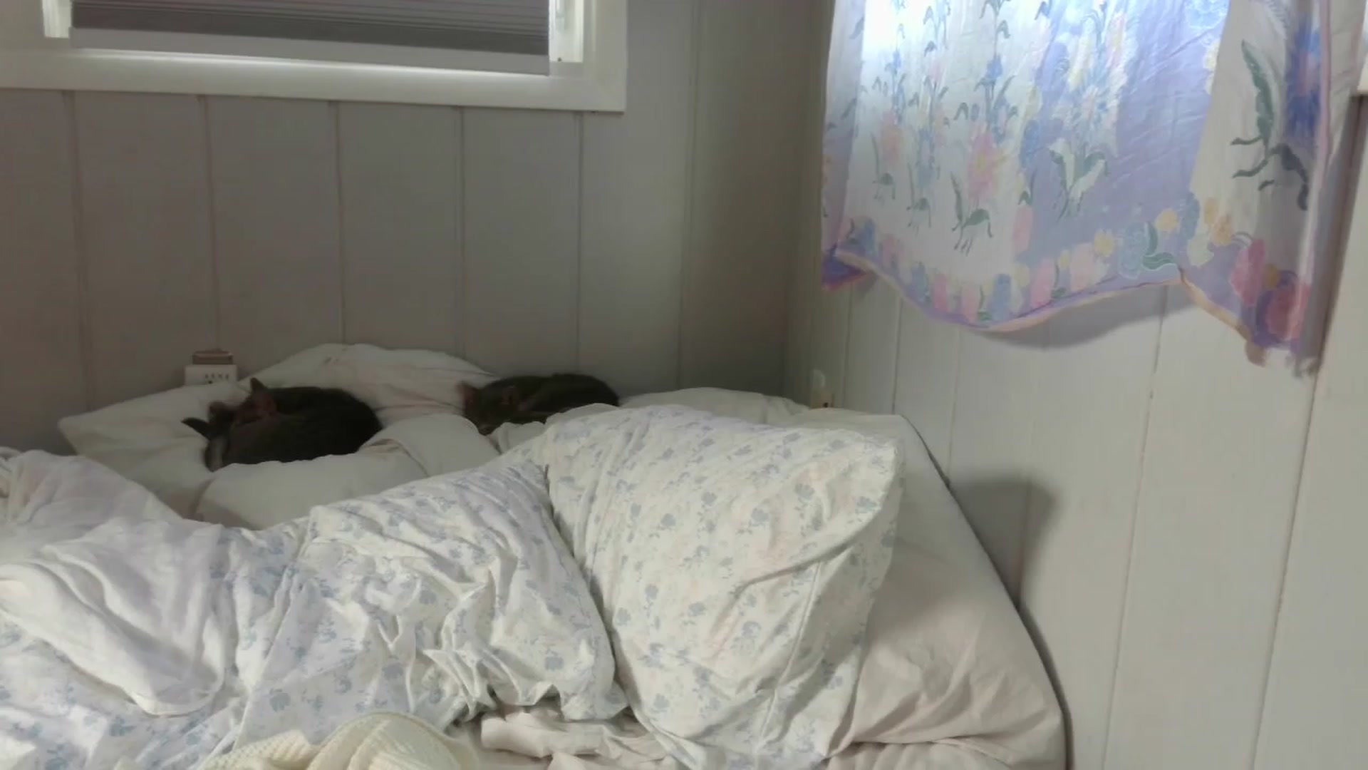 Gallery image thumbnail from Annie_thing4u's myfreecams stream on, 08/17/2023, 23:58 image 5 of 20