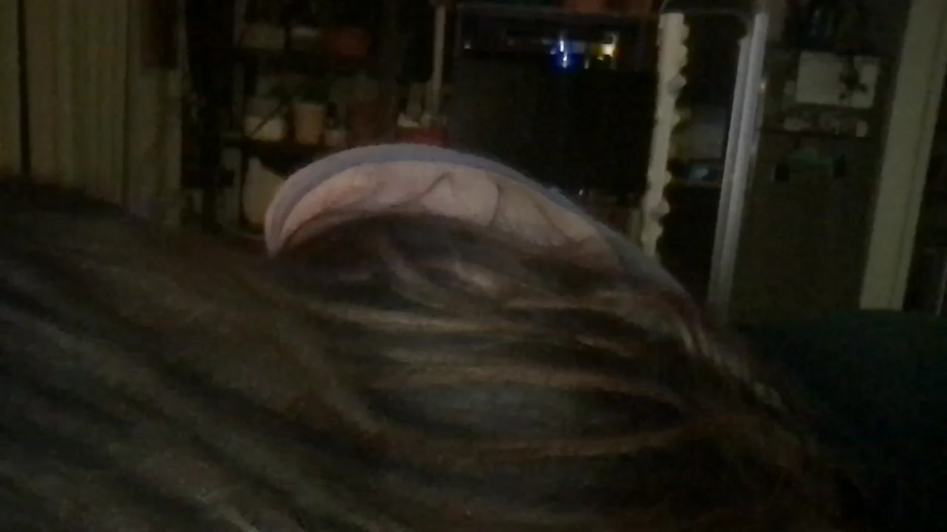 Gallery image thumbnail from Apisces1's myfreecams stream on, 01/10/2024, 08:02 image 5 of 20
