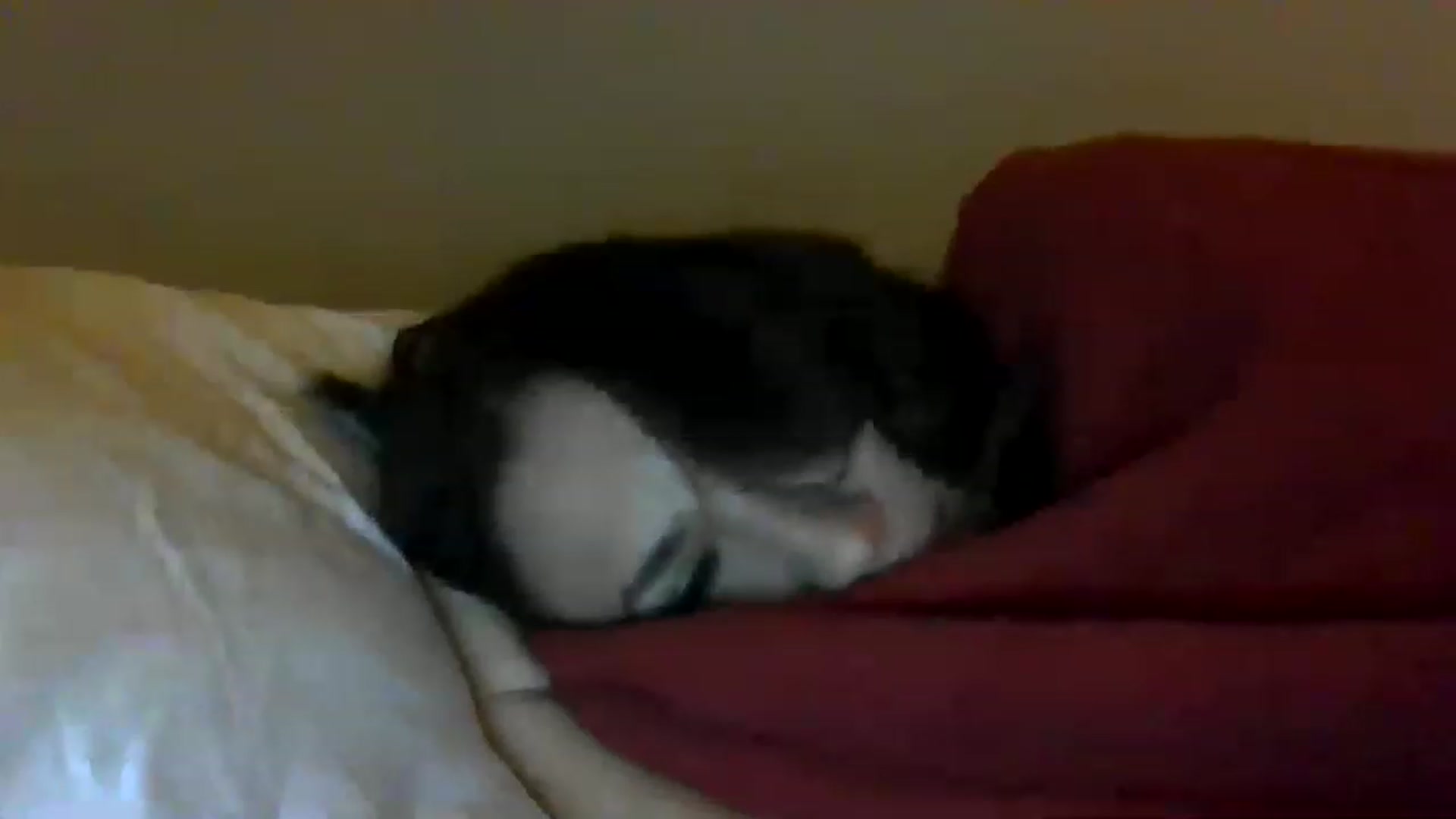 Gallery image thumbnail from Aracelyx3's myfreecams stream on, 12/22/2022, 09:34 image 9 of 20