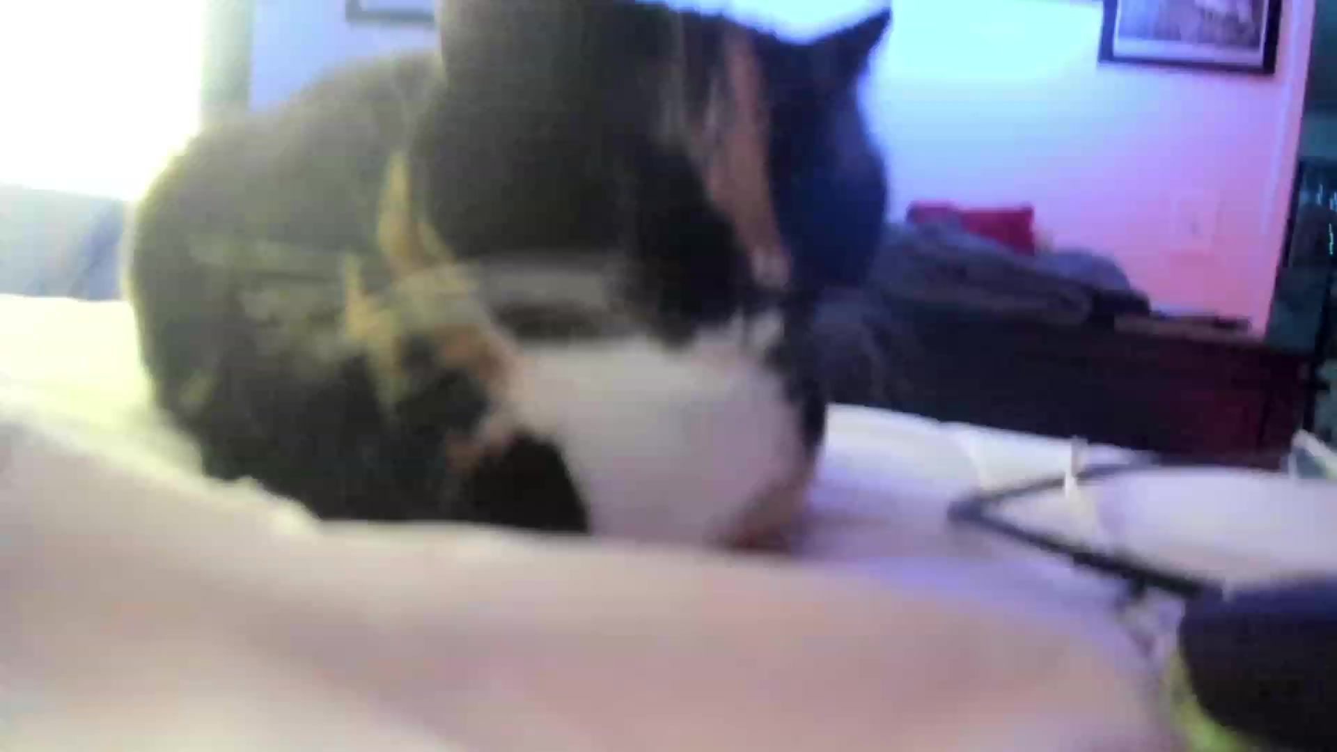 Gallery image thumbnail from ArianaFoxxx's myfreecams stream on, 12/25/2022, 11:15 image 17 of 20