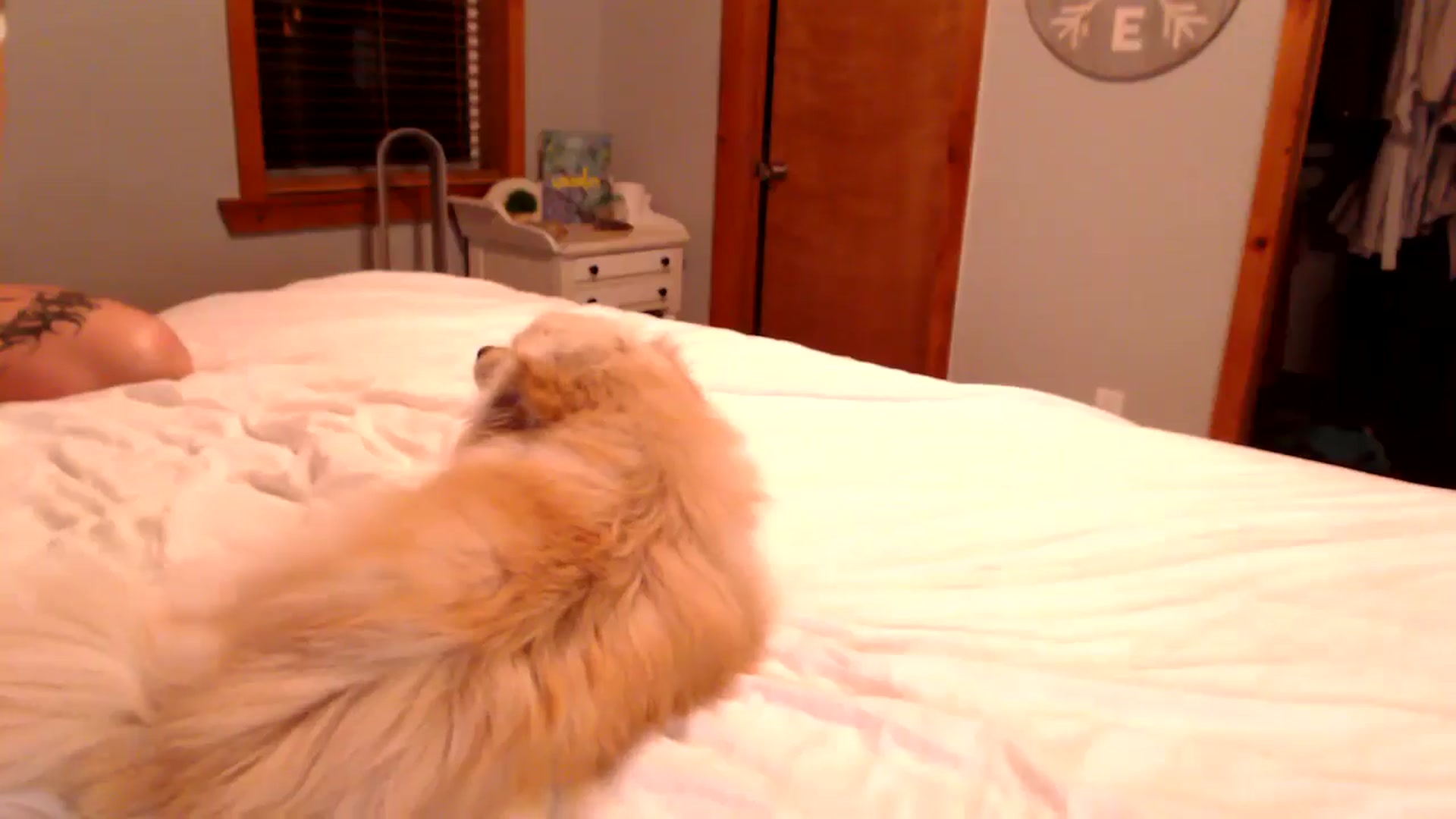Gallery image thumbnail from AryaBella's myfreecams stream on, 04/19/2024, 05:01 image 5 of 20