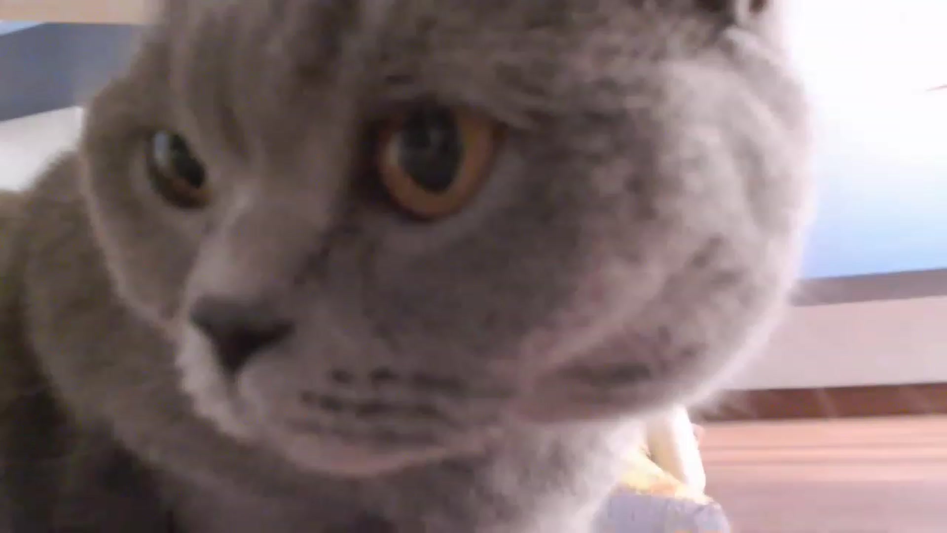 Gallery image thumbnail from Aryelle_'s myfreecams stream on, 05/19/2023, 02:20 image 20 of 20
