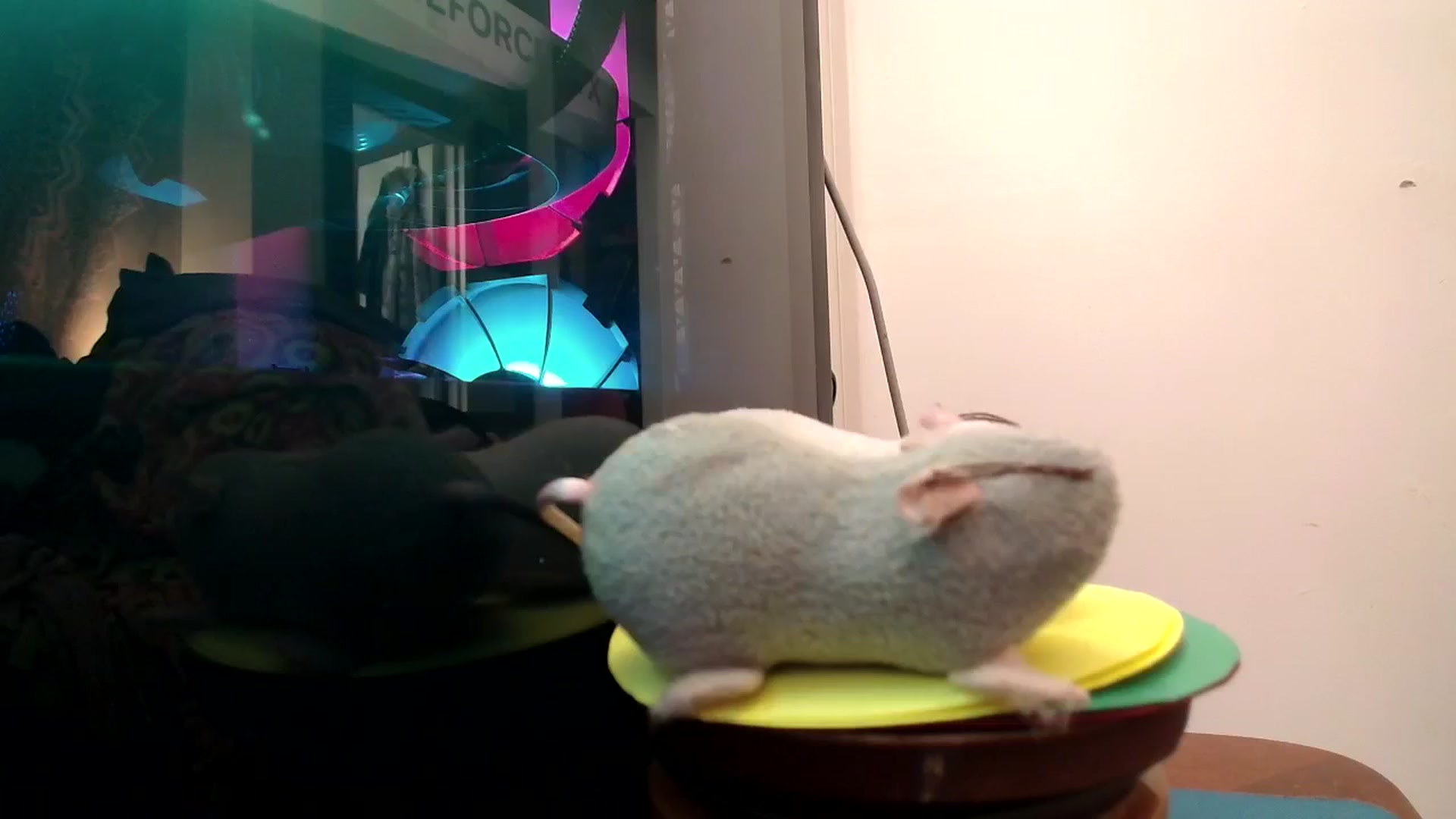 Gallery image thumbnail from Ashley's myfreecams stream on, 11/02/2024, 12:27 image 4 of 20