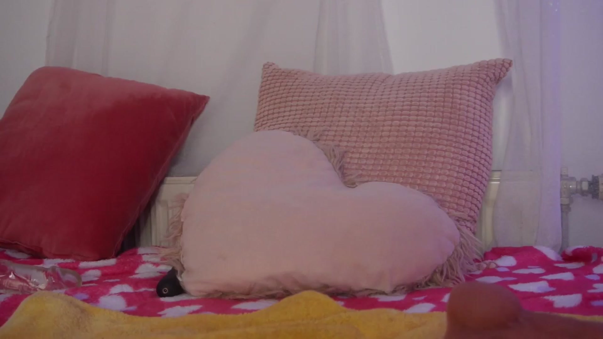 Gallery image thumbnail from AshleyJohnes's myfreecams stream on, 03/27/2024, 06:48 image 17 of 20