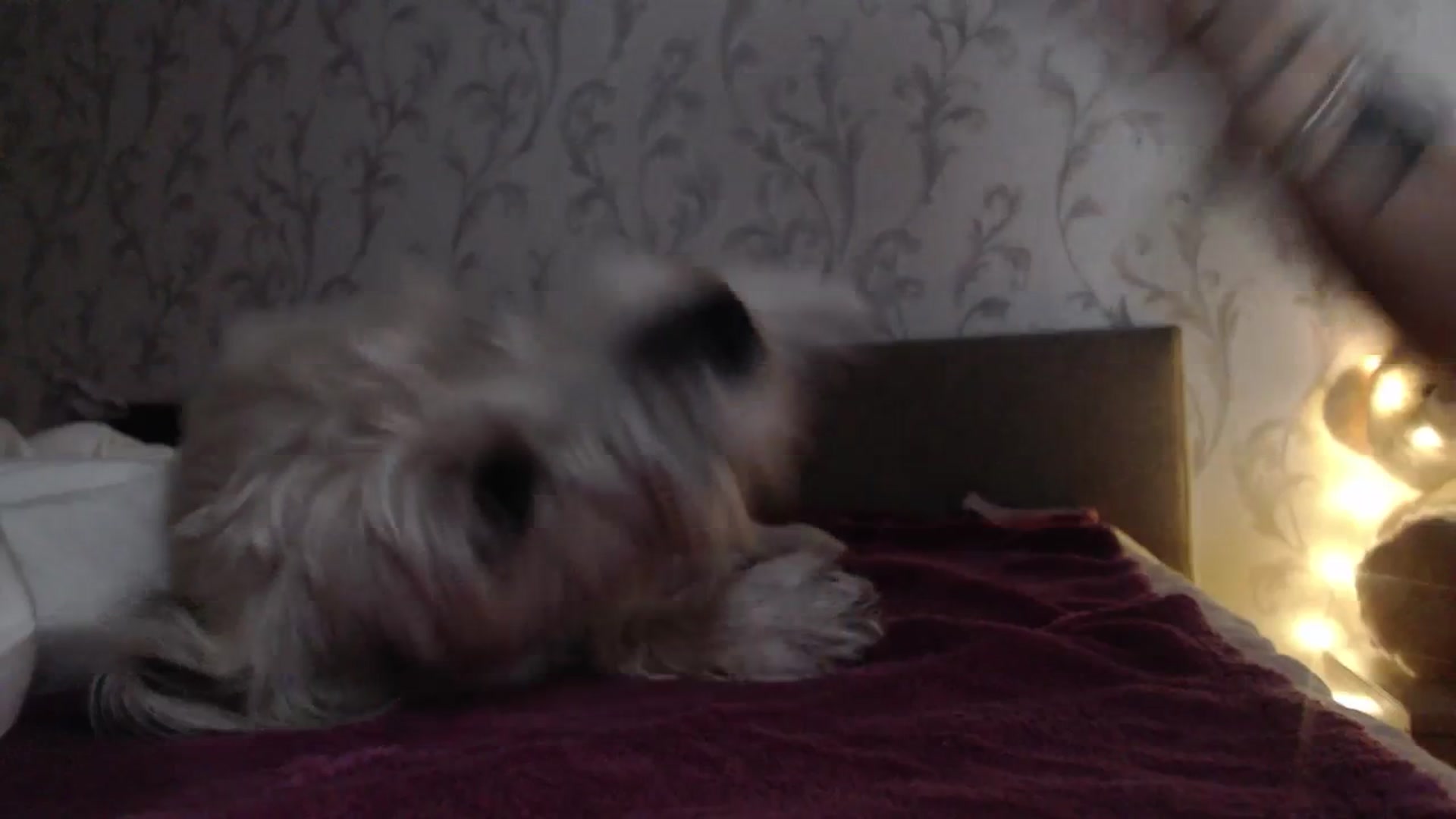Gallery image thumbnail from AshleyJohnes's myfreecams stream on, 10/19/2025, 04:54 image 9 of 20