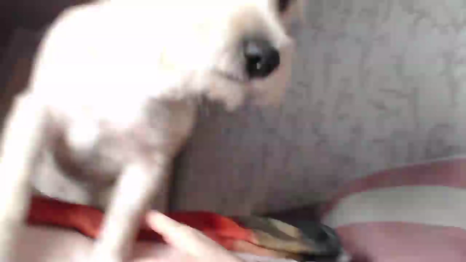 Gallery image thumbnail from AshleyJohnes's myfreecams stream on, 05/06/2026, 06:11 image 19 of 20