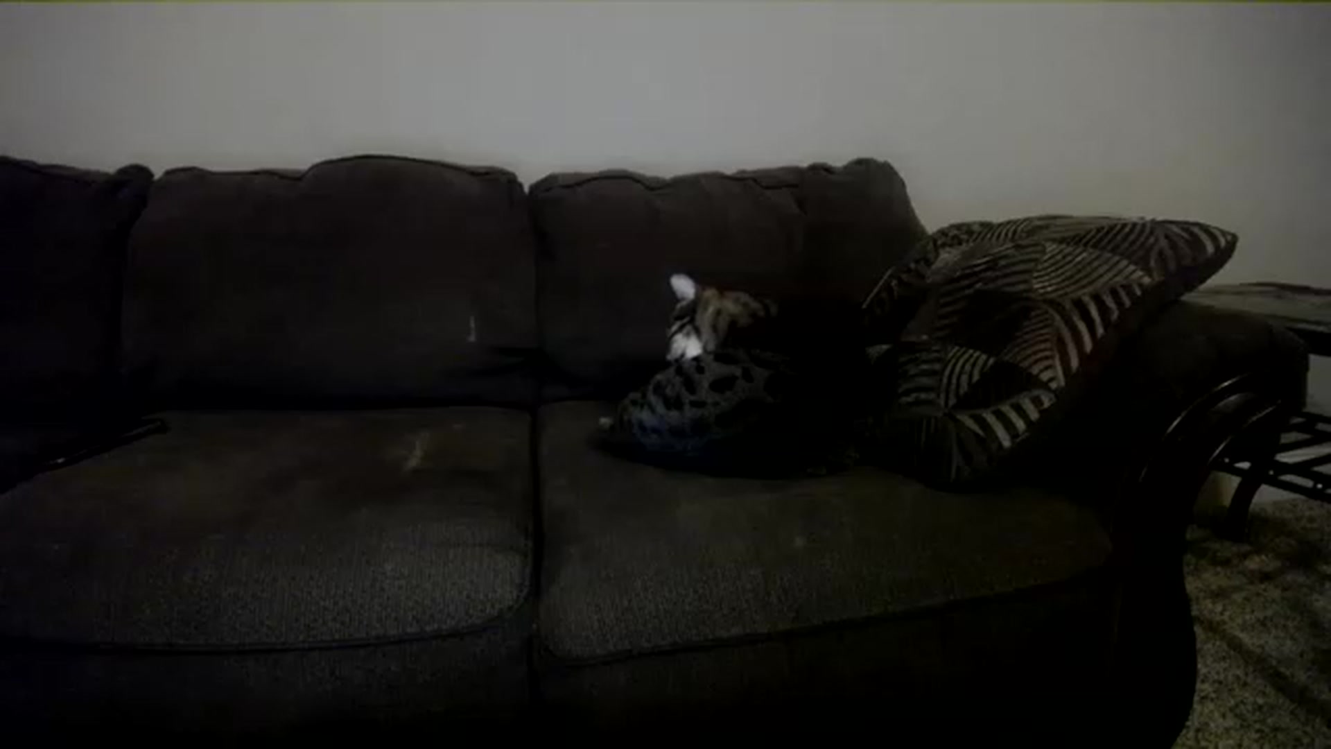 Gallery image thumbnail from AshlynnStorm's myfreecams stream on, 12/26/2022, 03:03 image 17 of 20