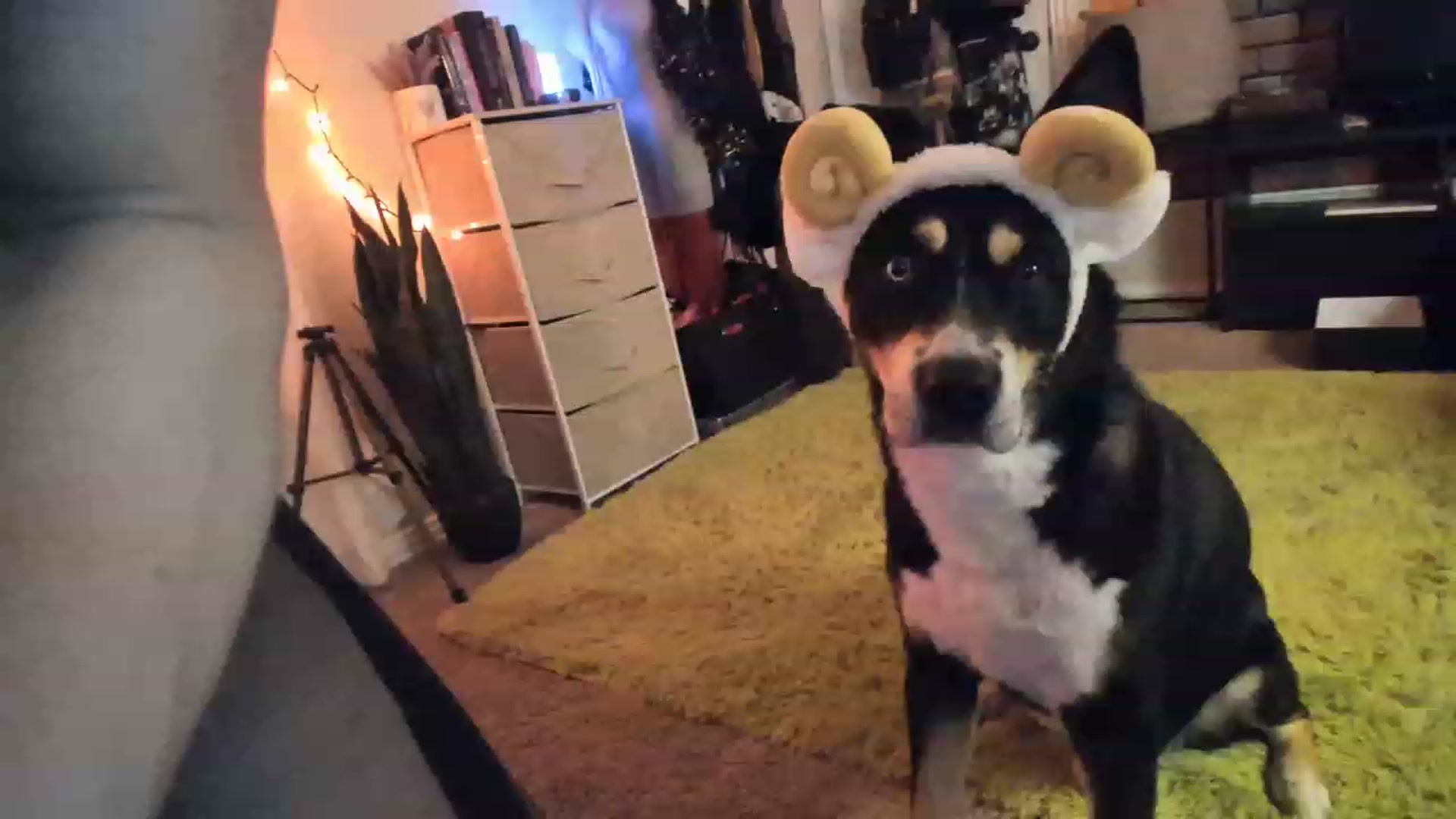 Gallery image thumbnail from AudryLikes's myfreecams stream on, 03/31/2023, 22:39 image 9 of 20