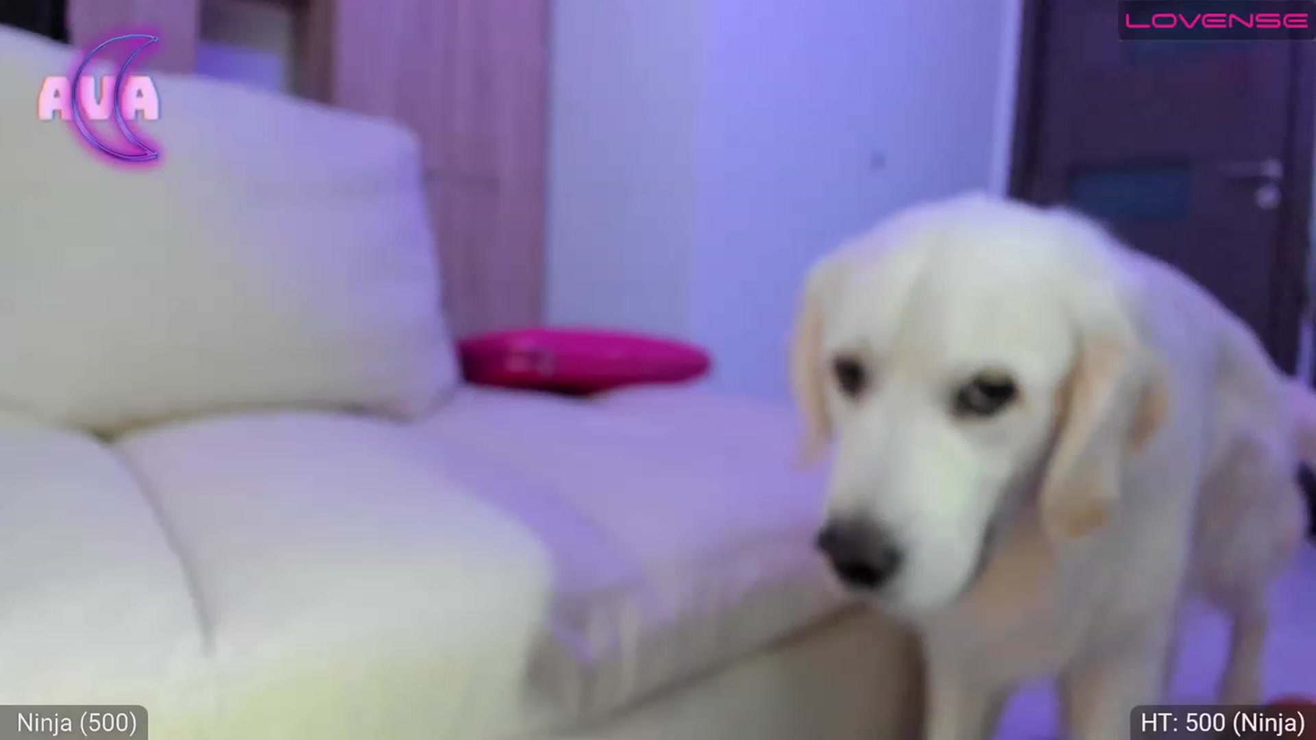 Gallery image thumbnail from AvaMoonlight's myfreecams stream on, 01/19/2023, 01:11 image 8 of 20