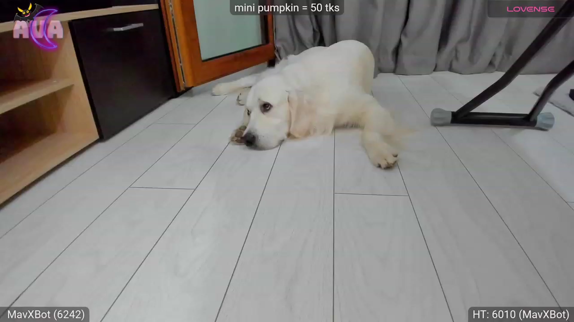 Gallery image thumbnail from AvaMoonlight's myfreecams stream on, 10/17/2023, 23:43 image 14 of 20