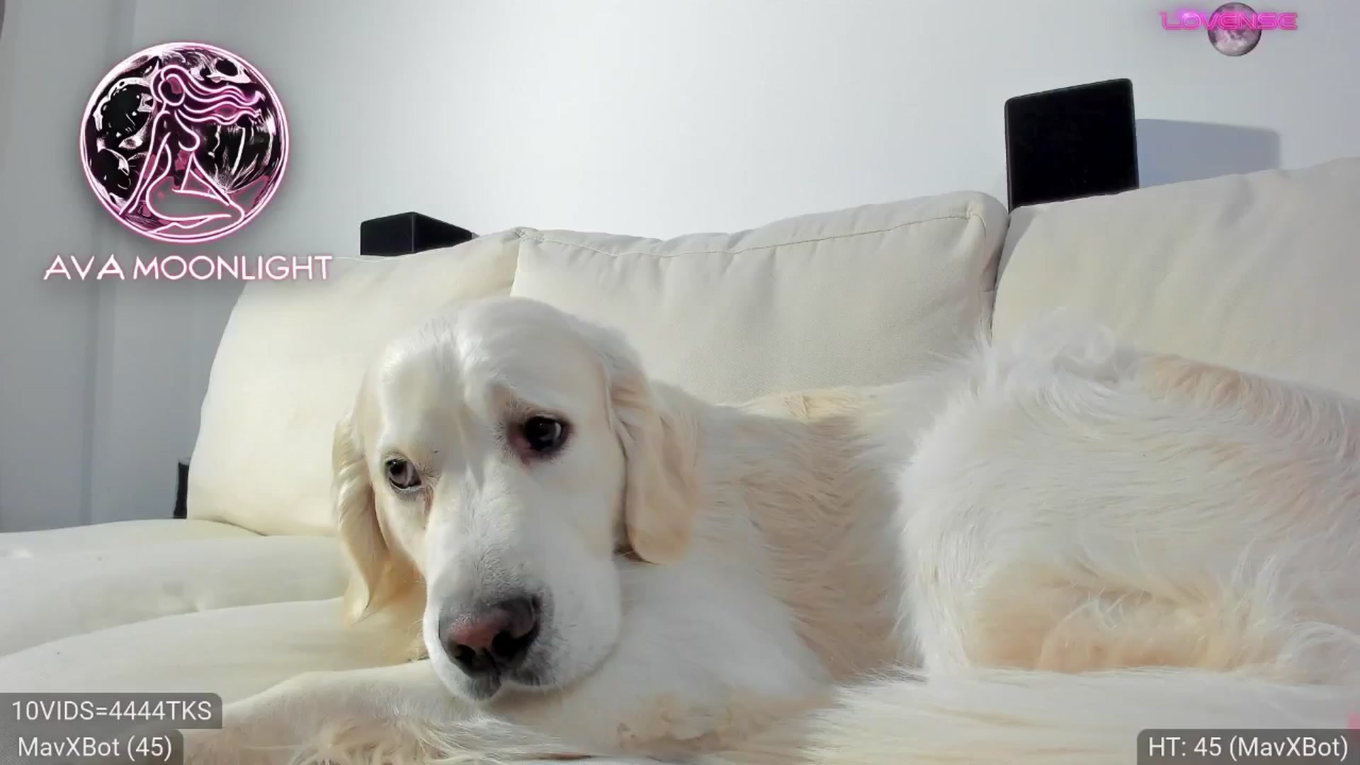 Gallery image thumbnail from AvaMoonlight's myfreecams stream on, 01/19/2025, 24:52 image 9 of 20