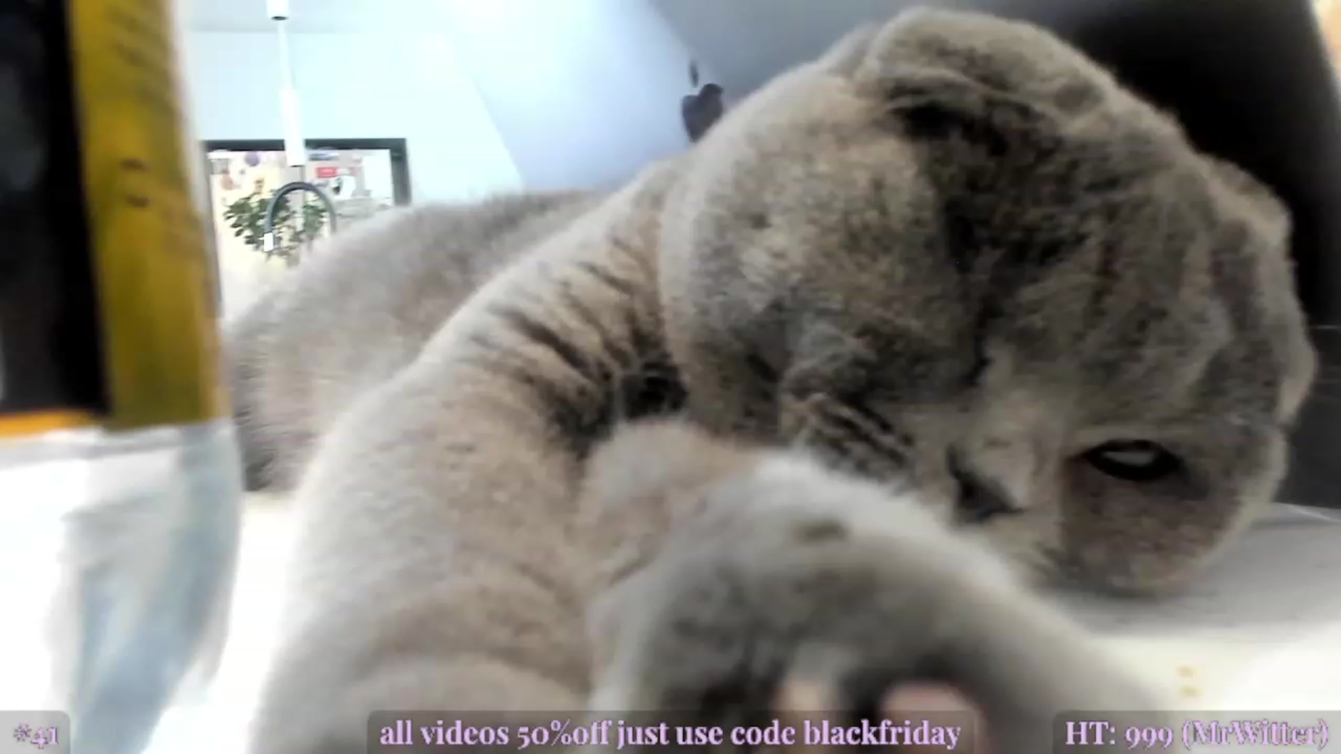 Gallery image thumbnail from AweJolie's myfreecams stream on, 11/25/2022, 04:04 image 16 of 20