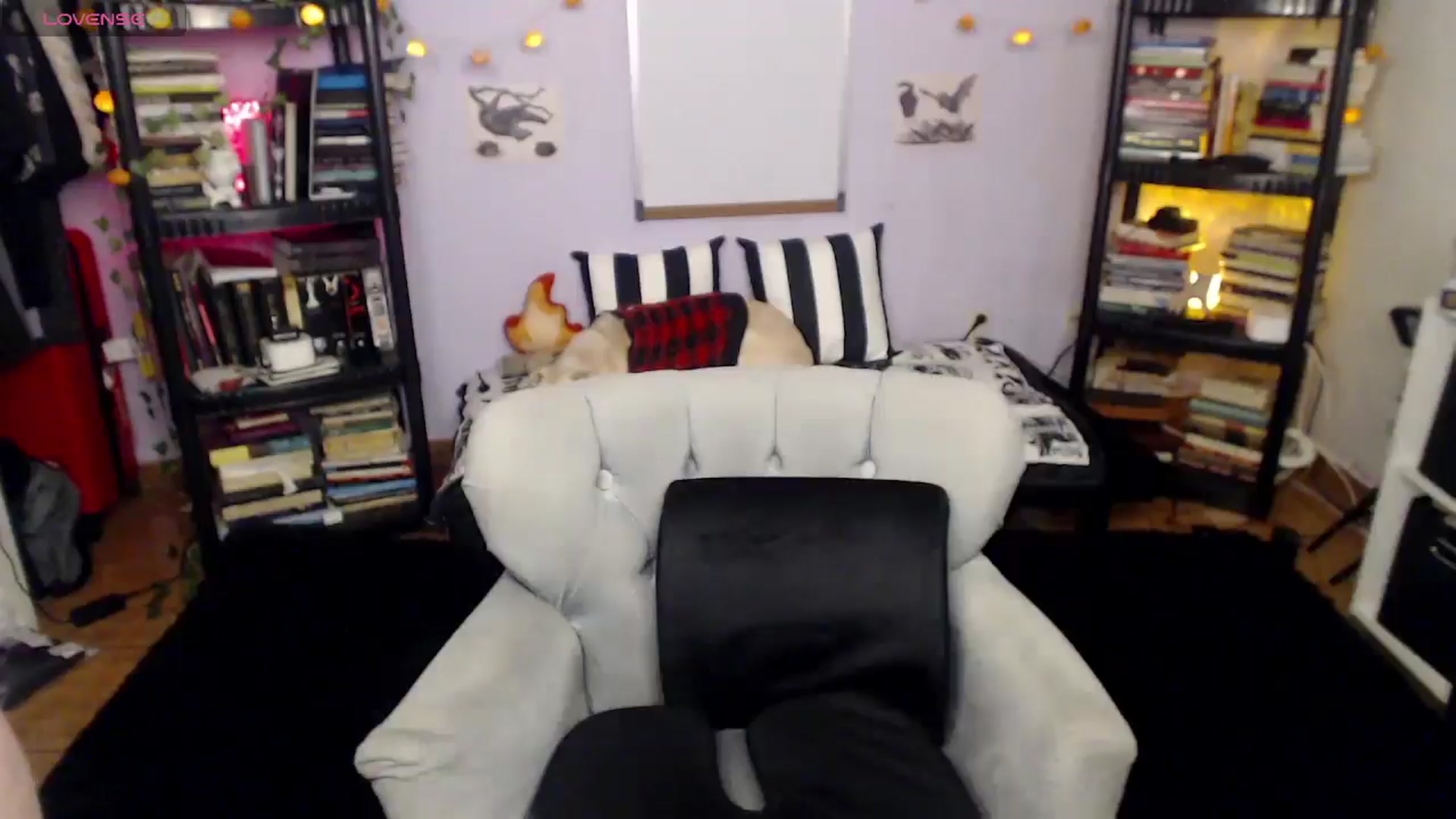 Gallery image thumbnail from AxeHallow's myfreecams stream on, 02/11/2025, 01:15 image 12 of 20