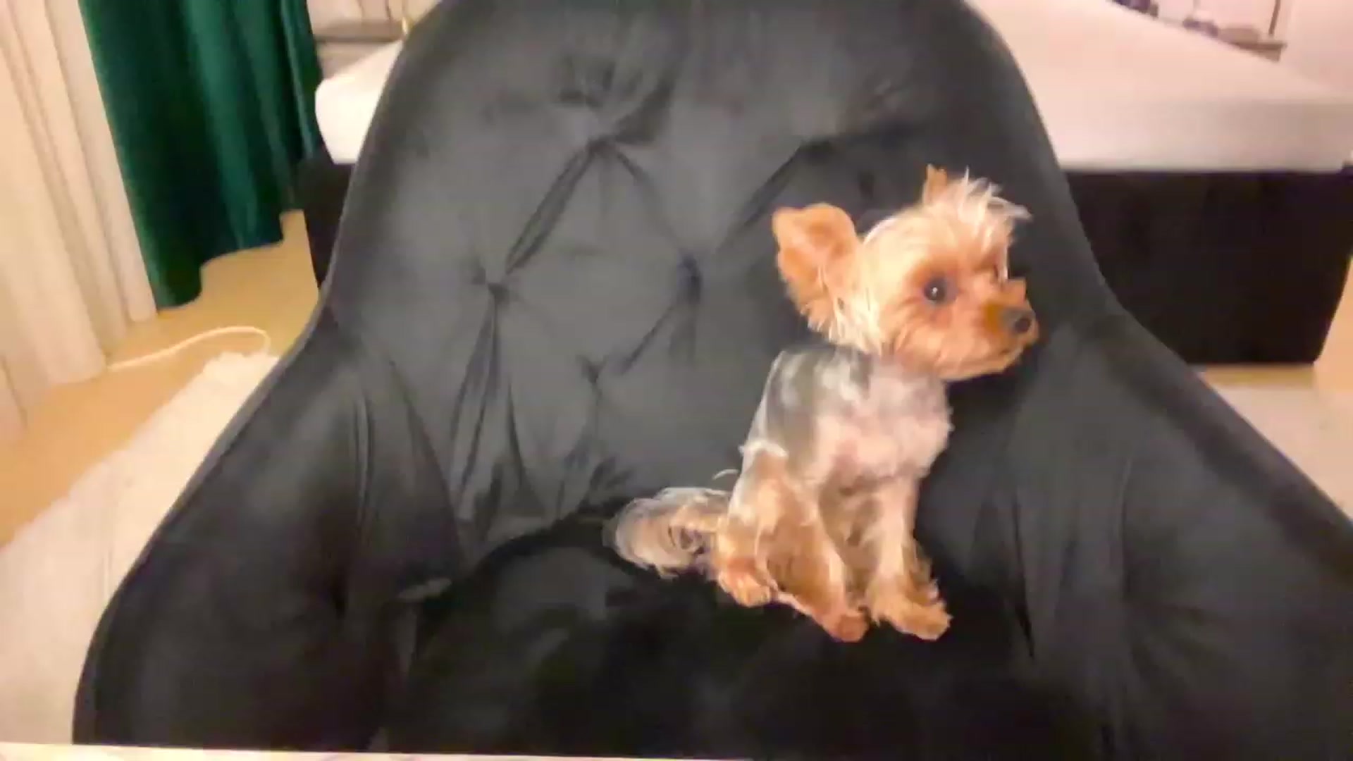 Gallery image thumbnail from BaayBee__'s myfreecams stream on, 09/17/2023, 22:51 image 2 of 20