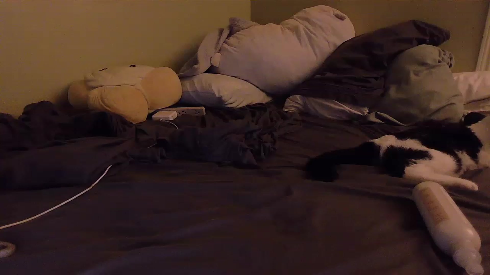 Gallery image thumbnail from BabyLula's myfreecams stream on, 01/27/2023, 12:11 image 20 of 20