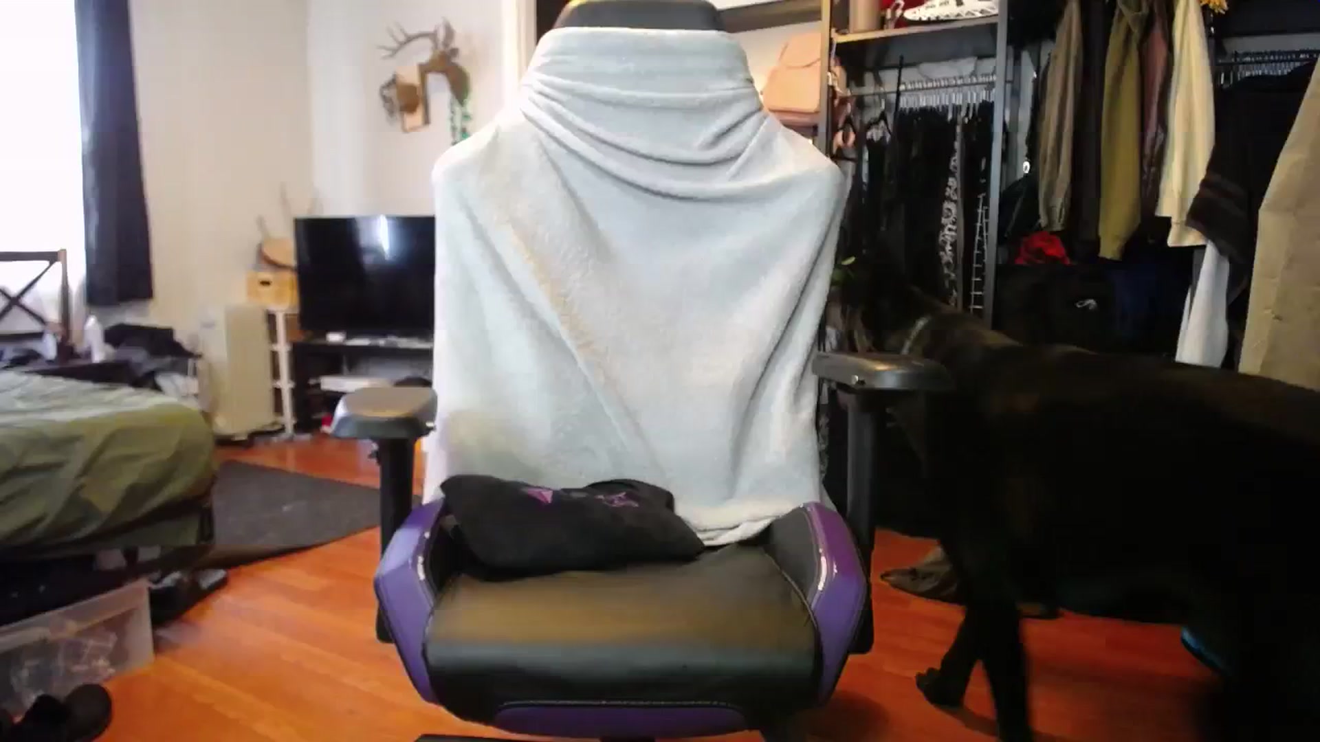 Gallery image thumbnail from BabyxKat's myfreecams stream on, 03/27/2024, 18:11 image 1 of 20