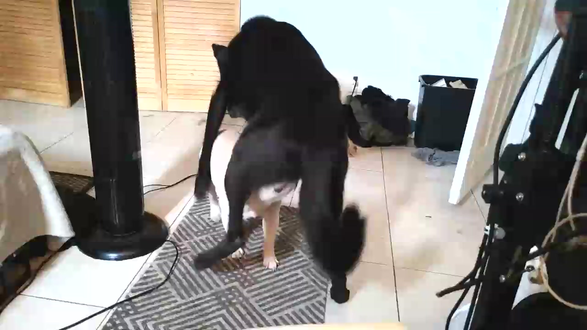 Gallery image thumbnail from BabyxKat's myfreecams stream on, 08/06/2026, 21:02 image 15 of 20