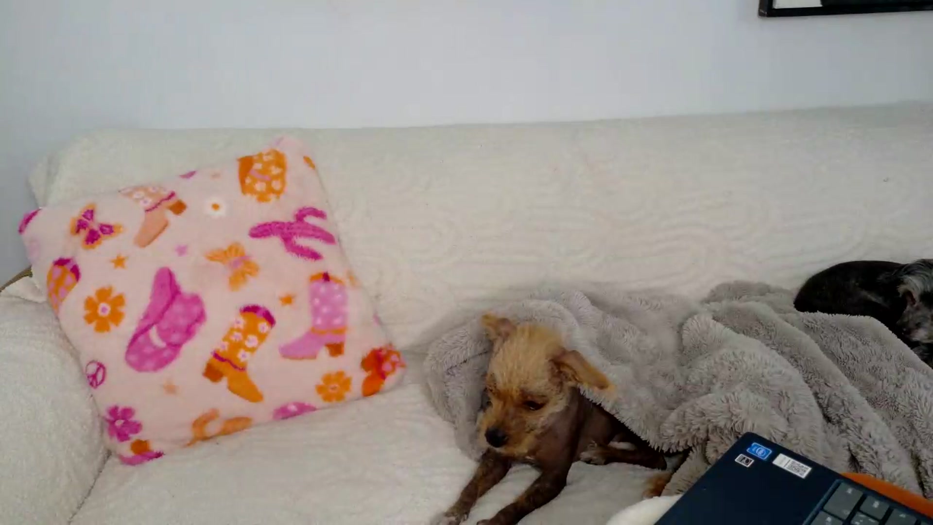 Gallery image thumbnail from BadAriel's myfreecams stream on, 05/23/2026, 15:39 image 3 of 20