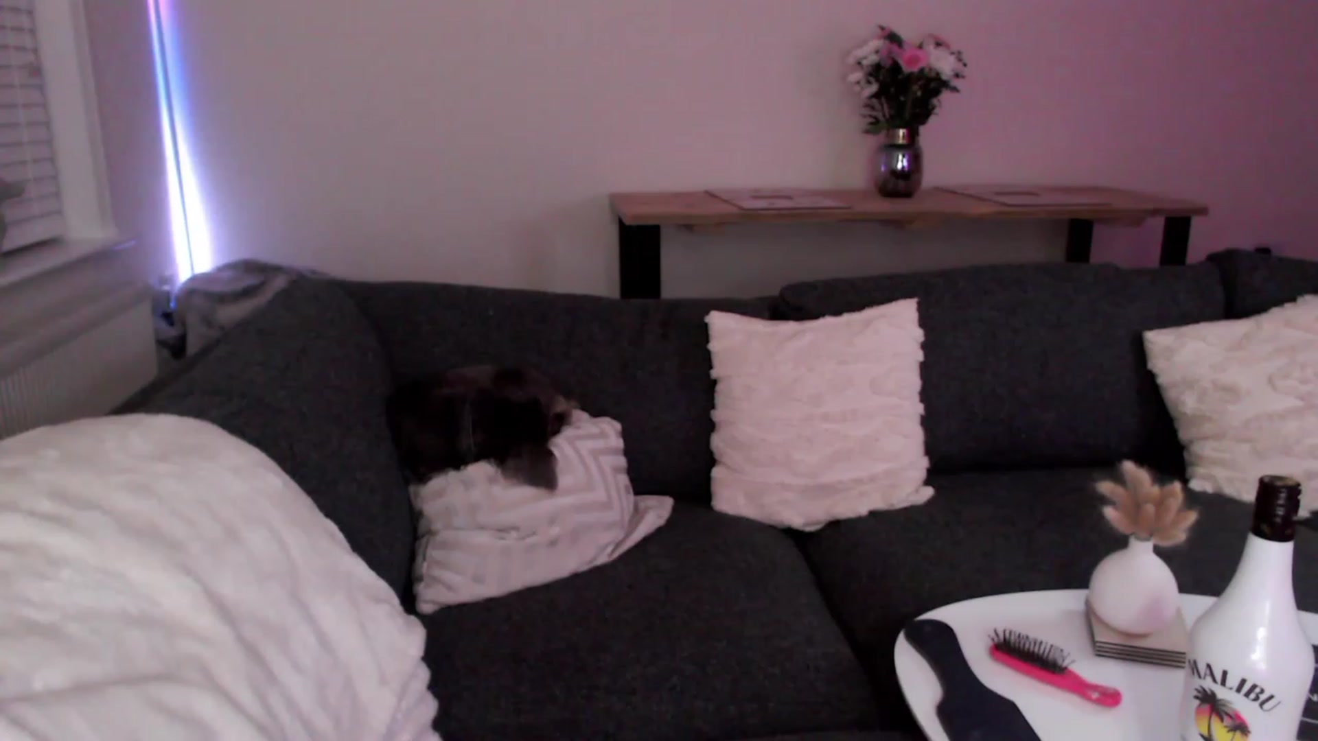 Gallery image thumbnail from BadGalAri's myfreecams stream on, 12/03/2022, 02:23 image 2 of 20
