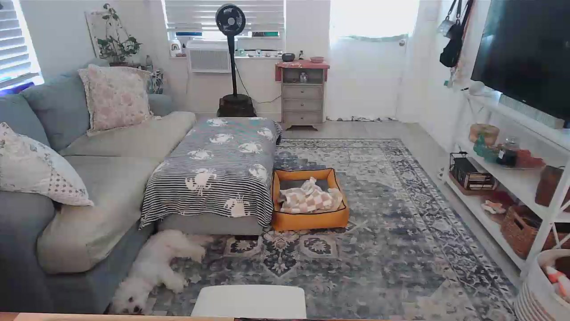 Gallery image thumbnail from Bambz's myfreecams stream on, 08/08/2026, 19:01 image 10 of 20