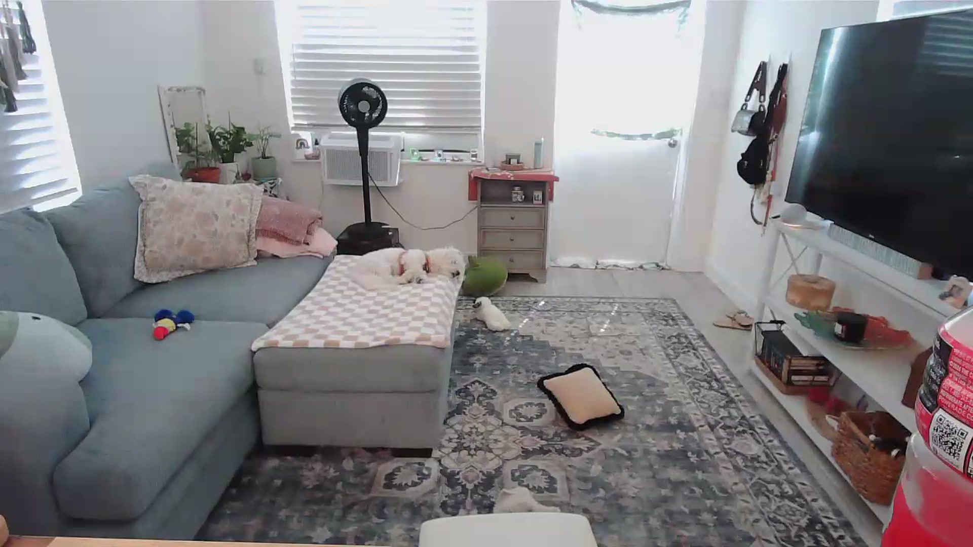 Gallery image thumbnail from Bambz's myfreecams stream on, 09/01/2026, 20:10 image 3 of 20