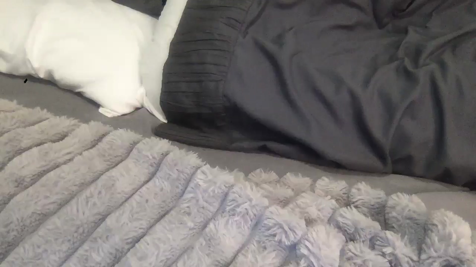 Gallery image thumbnail from Barbxie's myfreecams stream on, 01/20/2026, 18:09 image 2 of 20