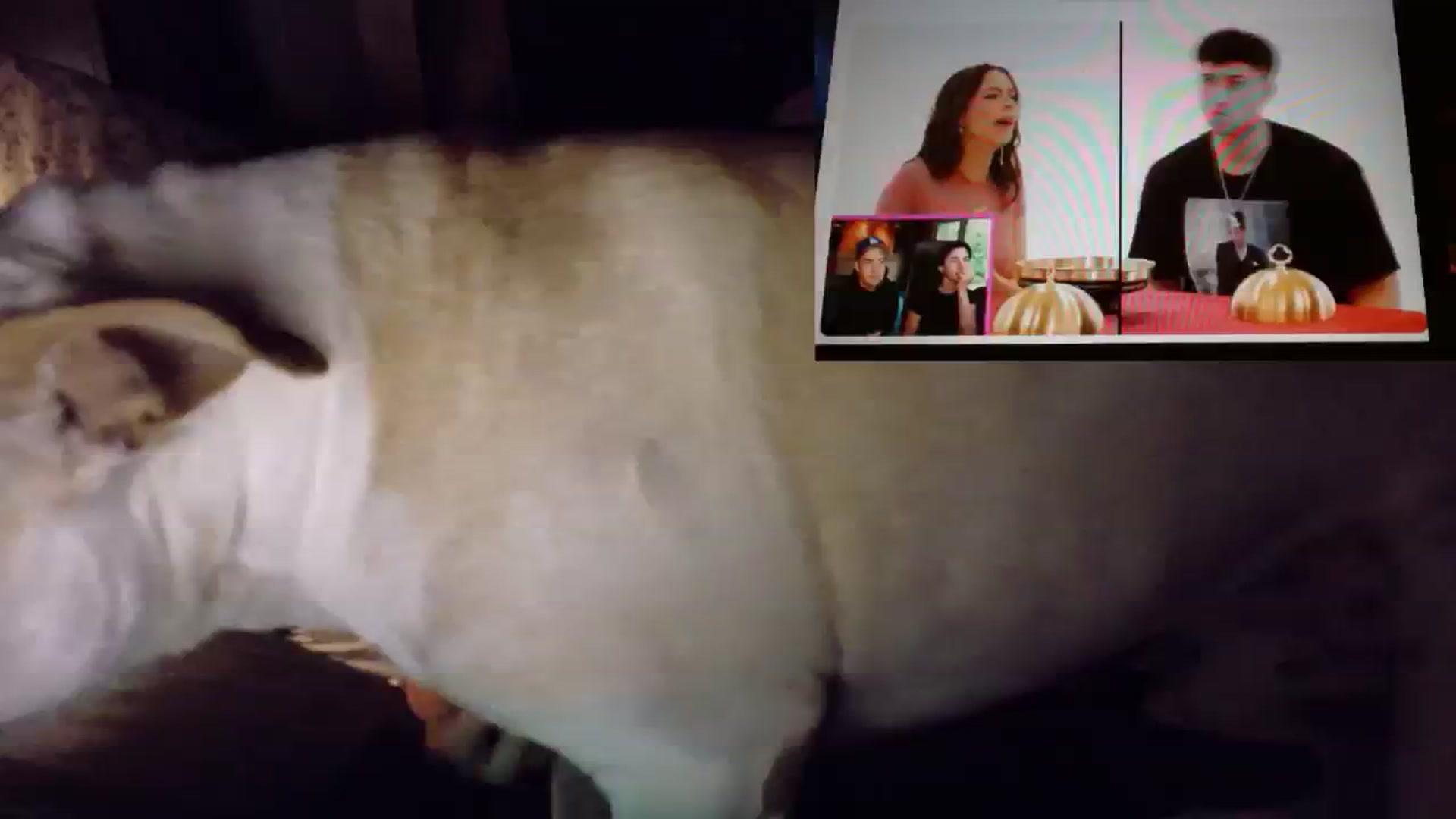 Gallery image thumbnail from BdaySquid's myfreecams stream on, 07/17/2025, 05:27 image 6 of 20