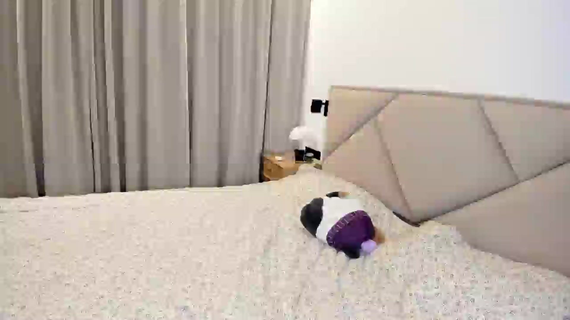 Gallery image thumbnail from BeeTheQueen's myfreecams stream on, 02/01/2026, 20:19 image 18 of 20