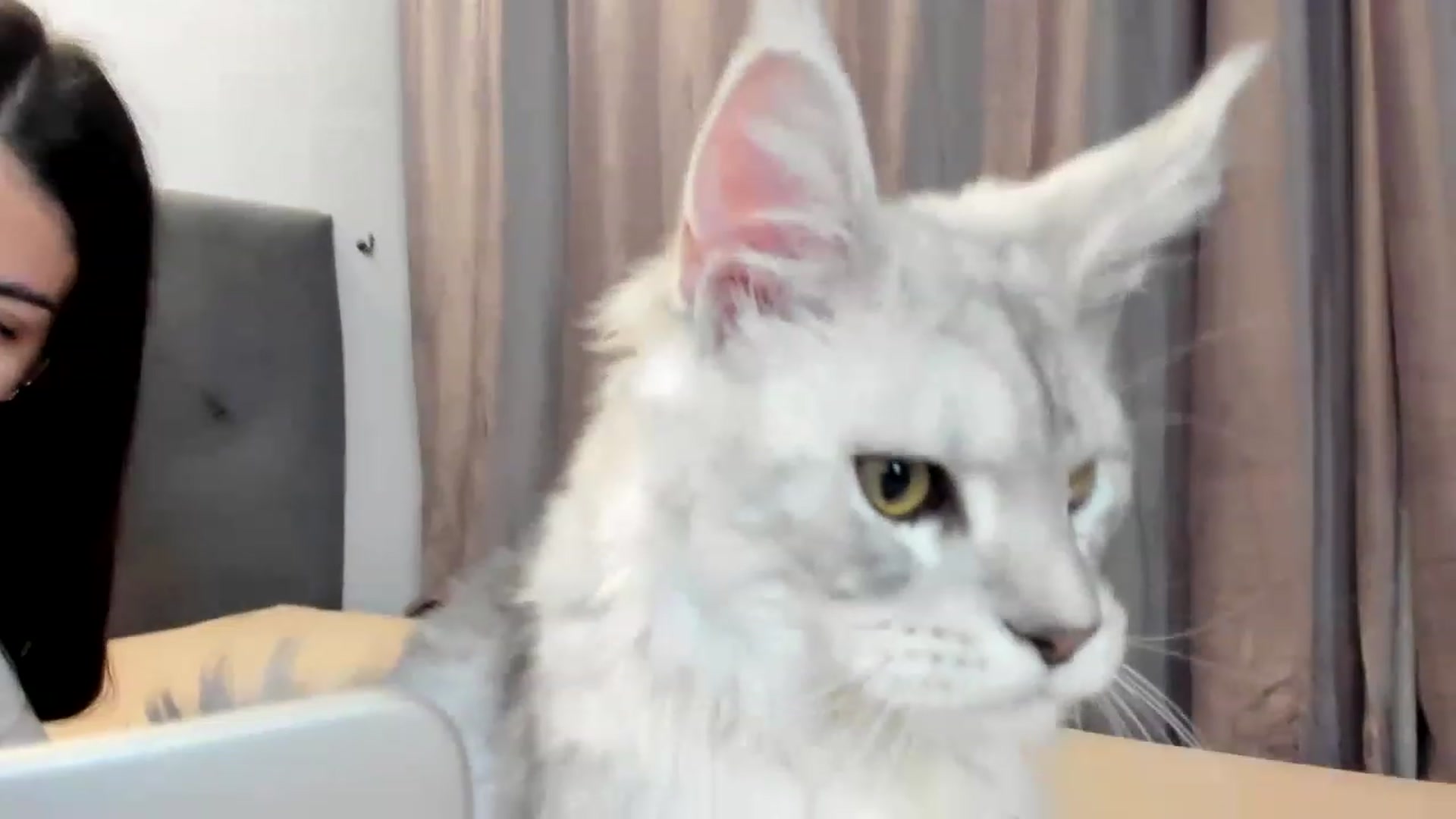 Gallery image thumbnail from Bee_Bee's myfreecams stream on, 11/28/2022, 22:29 image 8 of 20