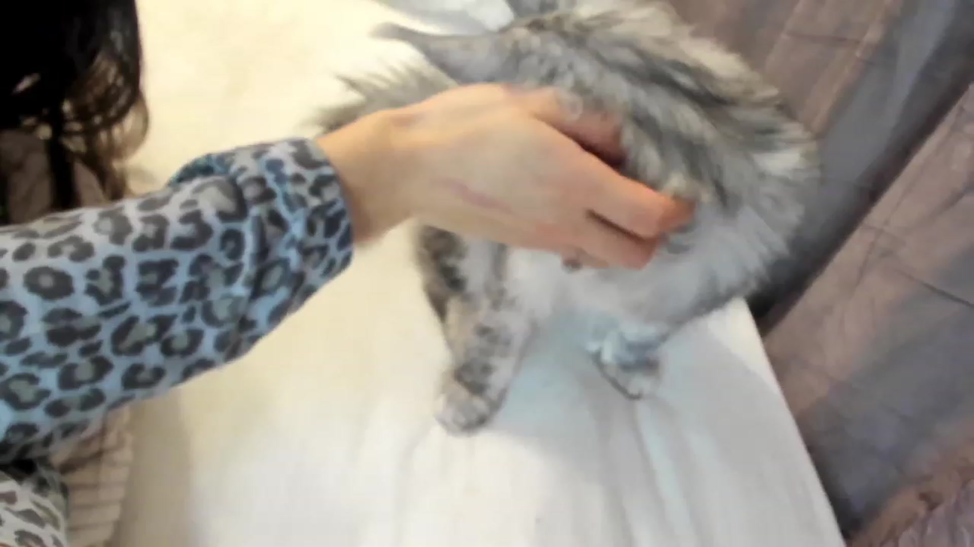 Gallery image thumbnail from Bee_Bee's myfreecams stream on, 01/05/2023, 23:28 image 1 of 20