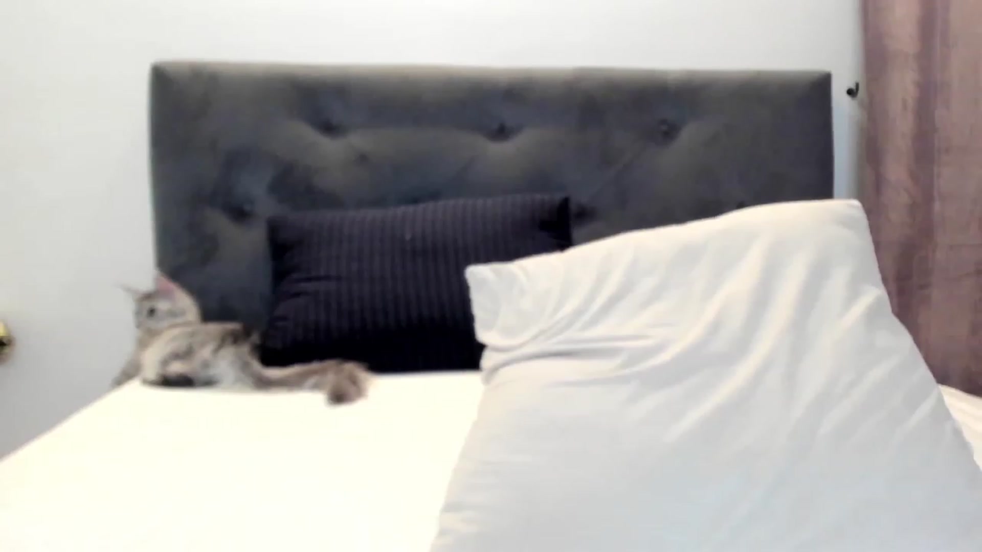 Gallery image thumbnail from Bee_Bee's myfreecams stream on, 01/12/2023, 23:57 image 1 of 20