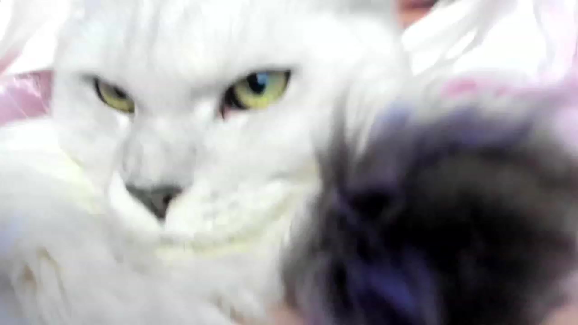 Gallery image thumbnail from Bee_Bee's myfreecams stream on, 01/27/2023, 22:50 image 8 of 20