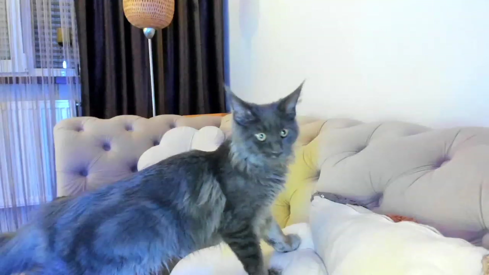 Gallery image thumbnail from Bee_Bee's myfreecams stream on, 01/30/2023, 22:36 image 20 of 20