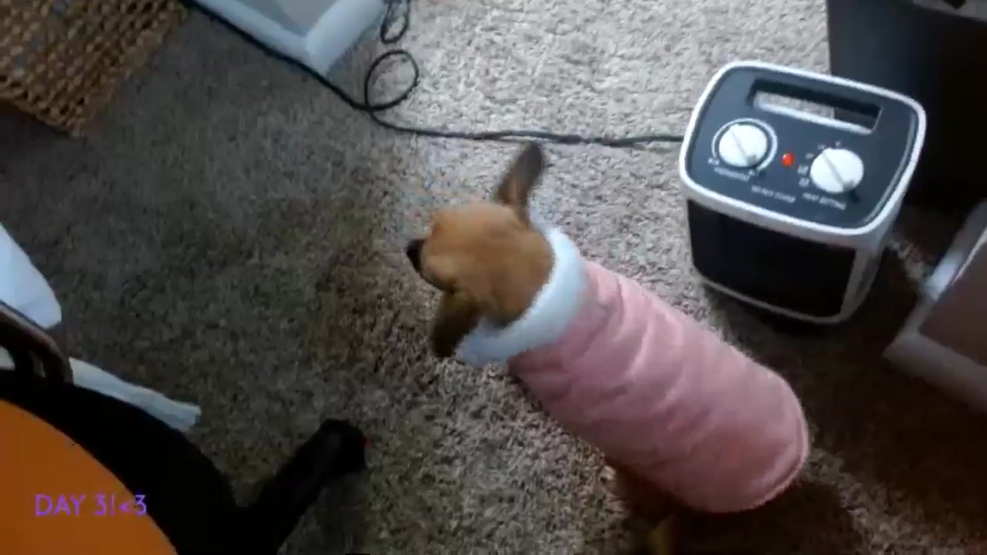 Gallery image thumbnail from BellaSkye's myfreecams stream on, 12/04/2024, 17:30 image 12 of 20