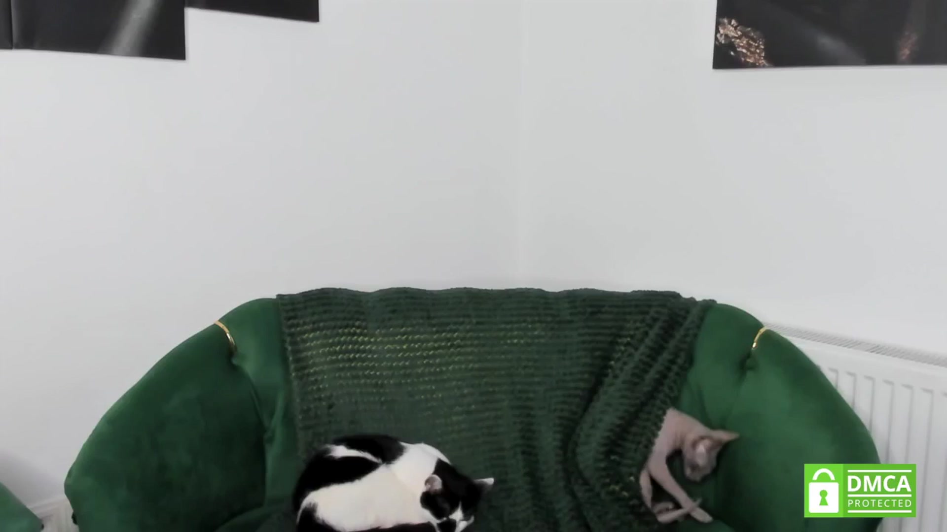 Gallery image thumbnail from BelovedKhlloe's myfreecams stream on, 04/07/2025, 14:44 image 16 of 20