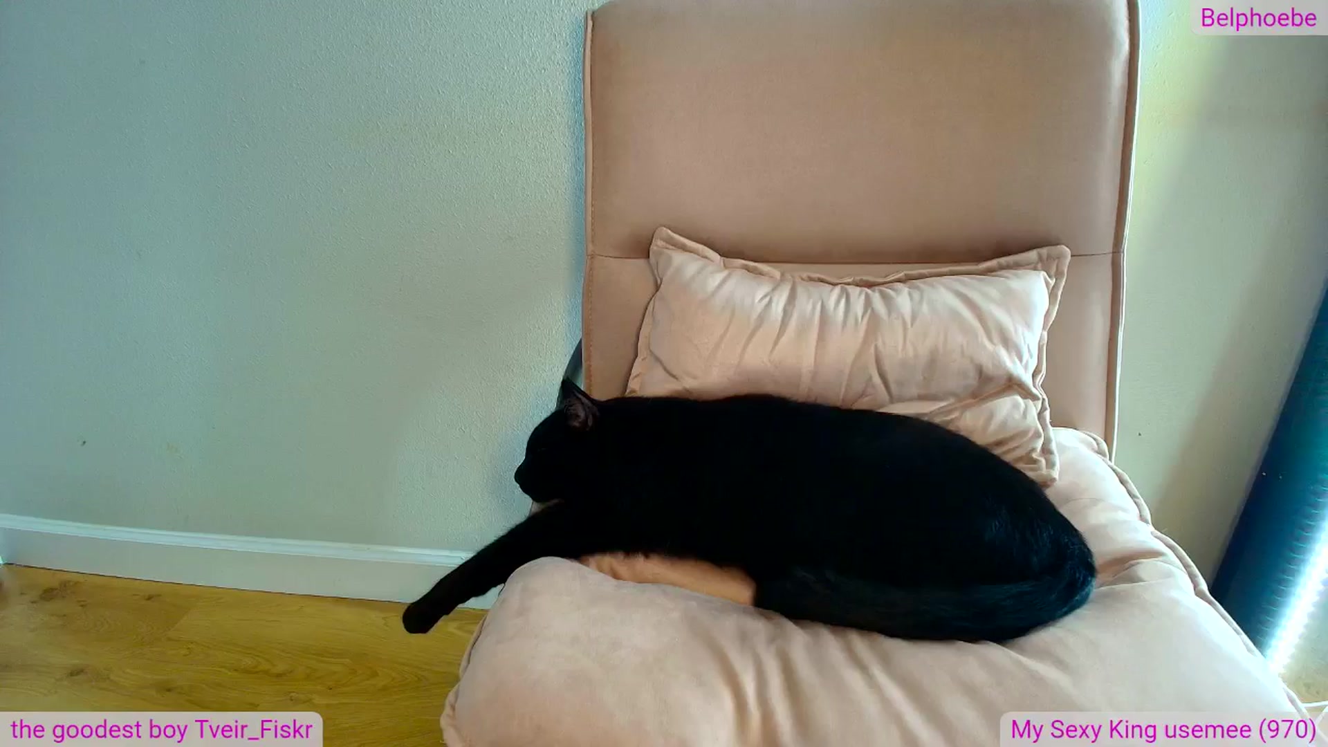 Gallery image thumbnail from Belphoebe's myfreecams stream on, 01/23/2026, 05:38 image 6 of 20