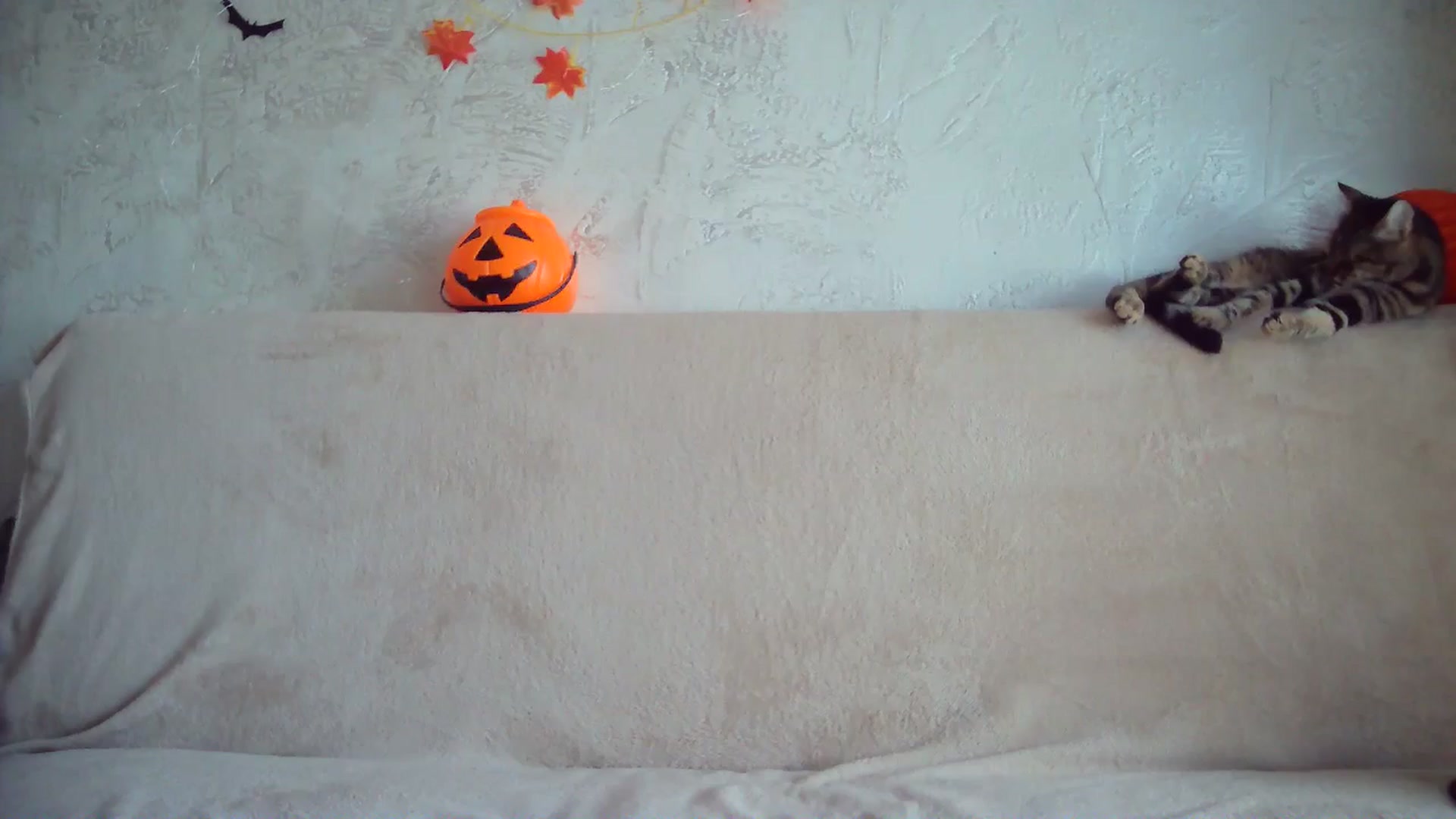 Gallery image thumbnail from BerryGoddess's myfreecams stream on, 10/31/2024, 09:41 image 8 of 20