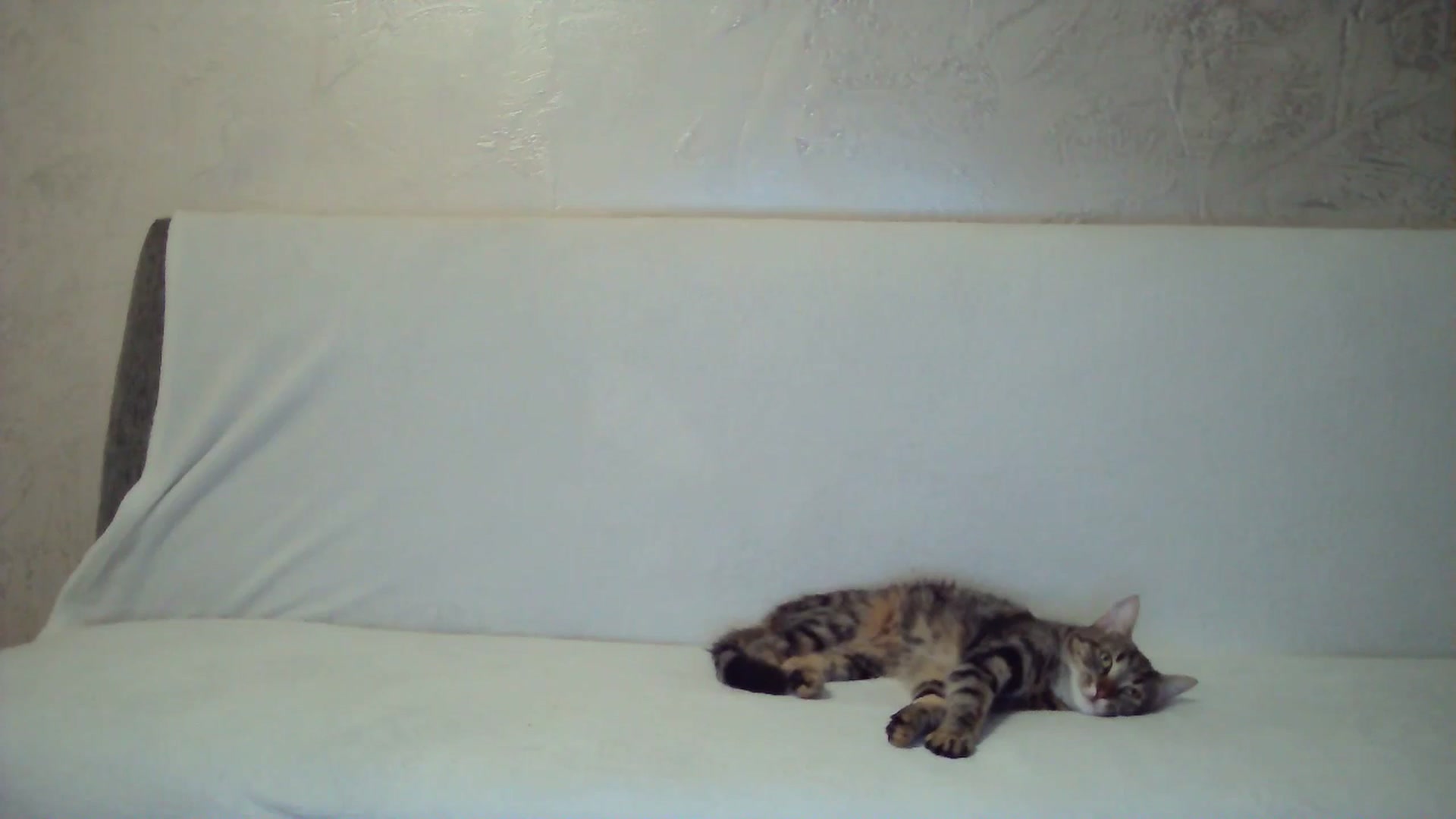 Gallery image thumbnail from BerryGoddess's myfreecams stream on, 12/01/2024, 16:58 image 14 of 20