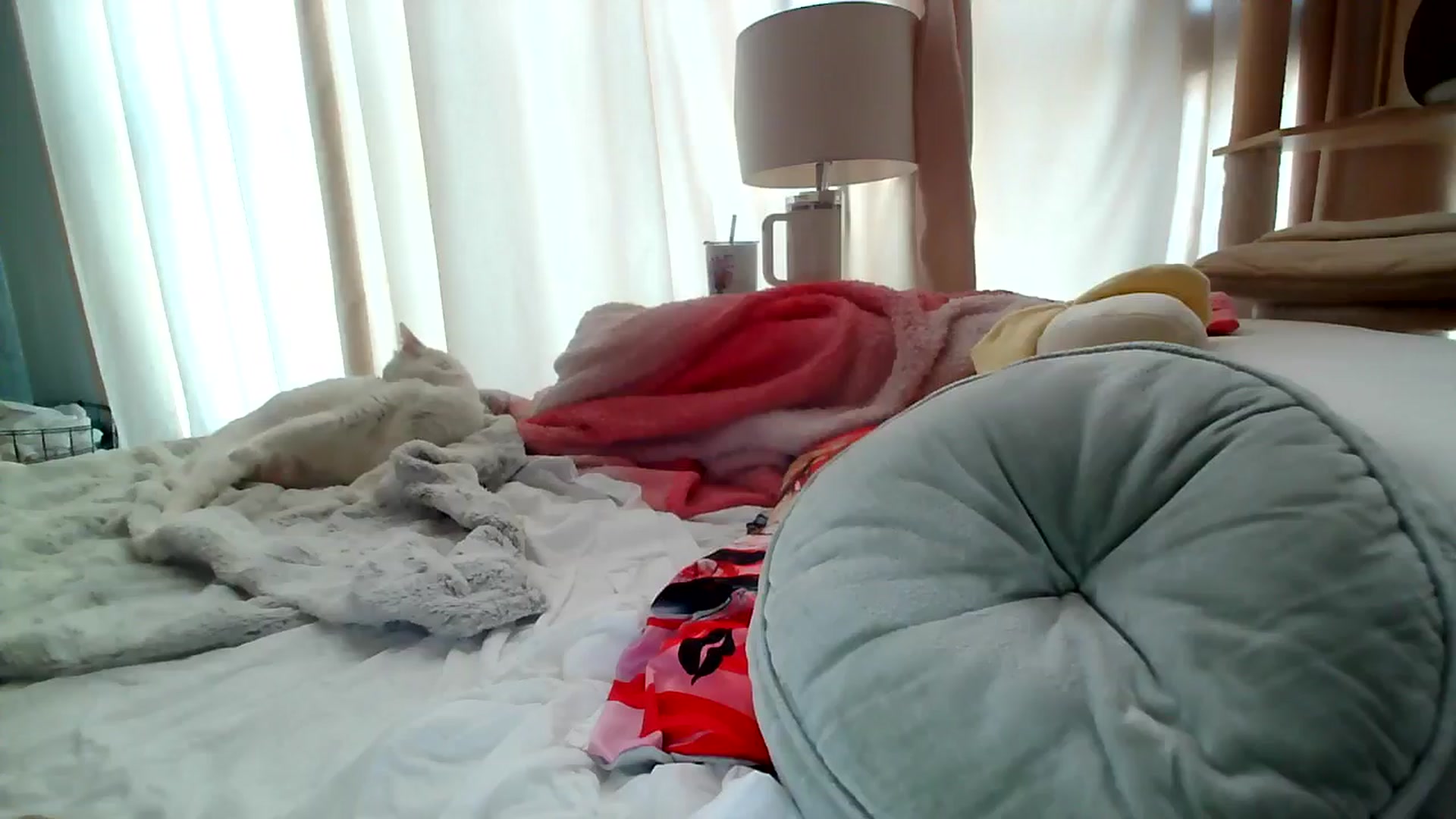 Gallery image thumbnail from BiancaXblack's myfreecams stream on, 09/10/2024, 14:35 image 10 of 20