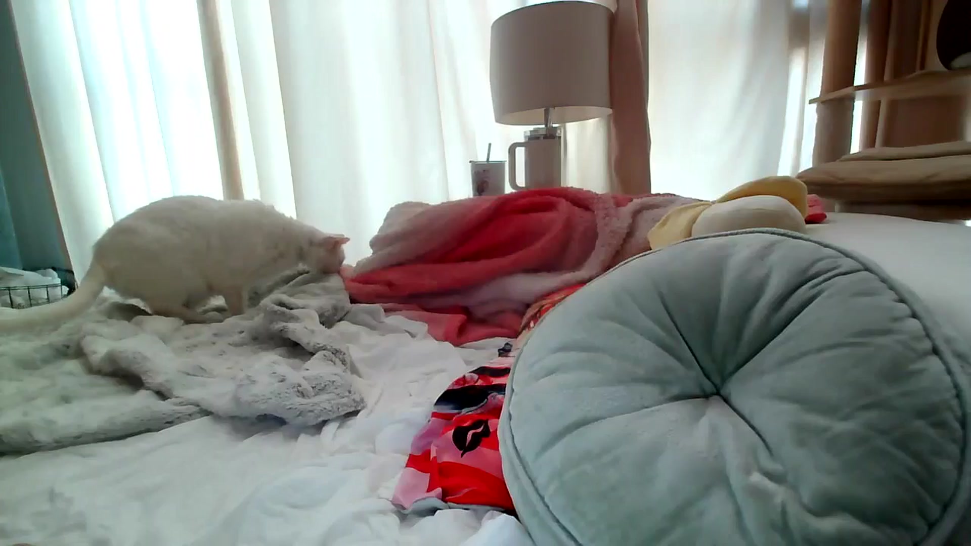 Gallery image thumbnail from BiancaXblack's myfreecams stream on, 09/10/2024, 14:35 image 9 of 20