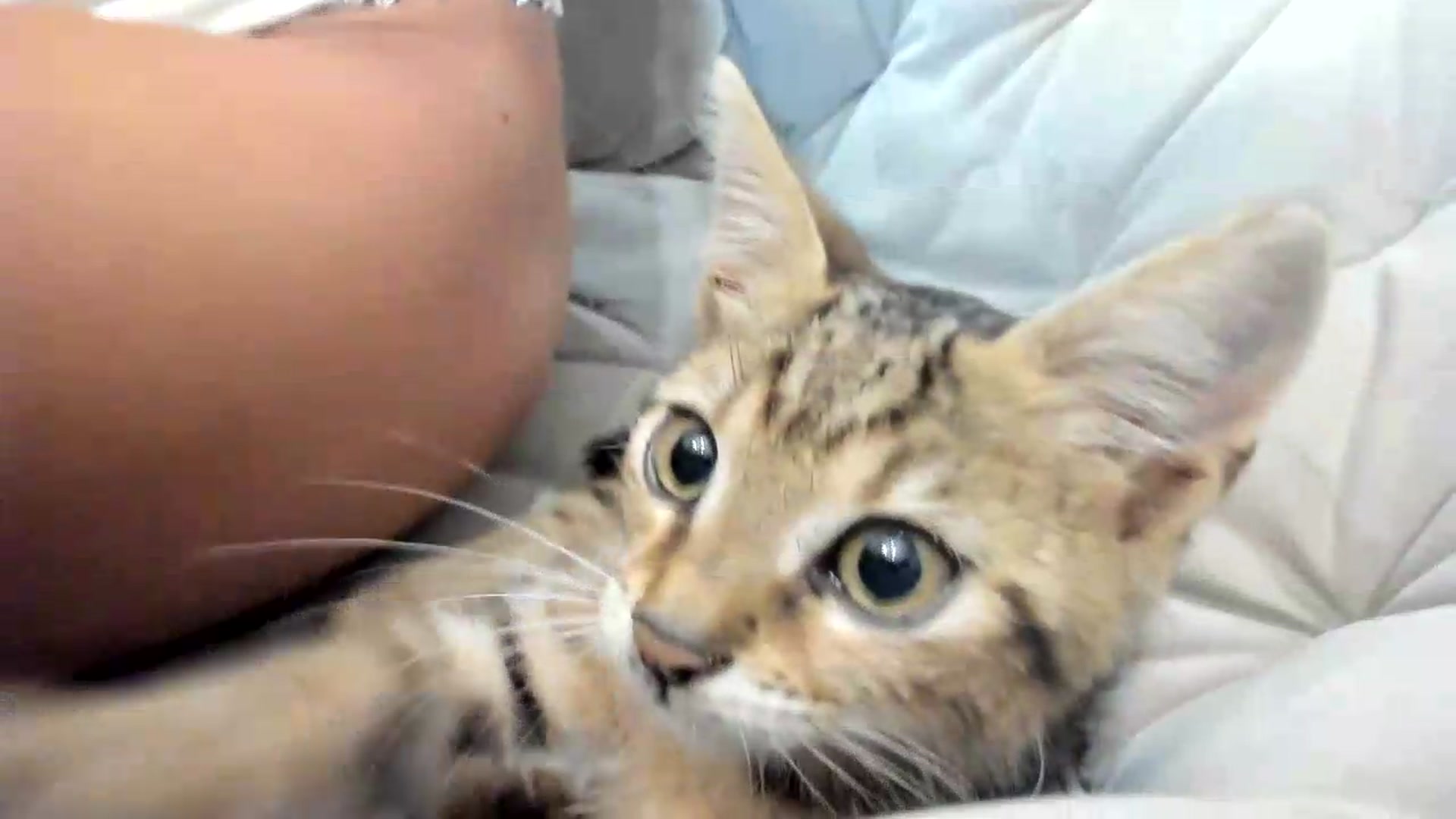 Gallery image thumbnail from BibiSapDealer's myfreecams stream on, 08/07/2026, 24:02 image 14 of 20