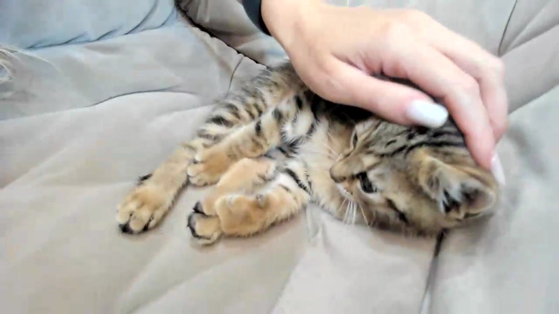 Gallery image thumbnail from BibiSapDealer's myfreecams stream on, 08/08/2026, 01:57 image 19 of 20