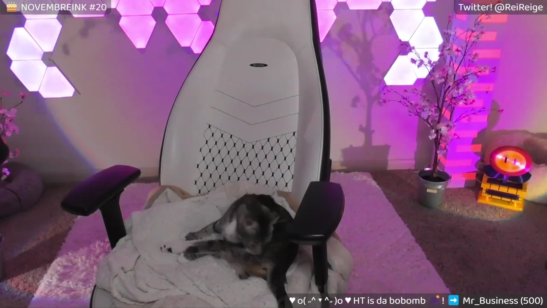 Gallery image thumbnail from Birthdayge's myfreecams stream on, 11/29/2023, 09:20 image 17 of 20
