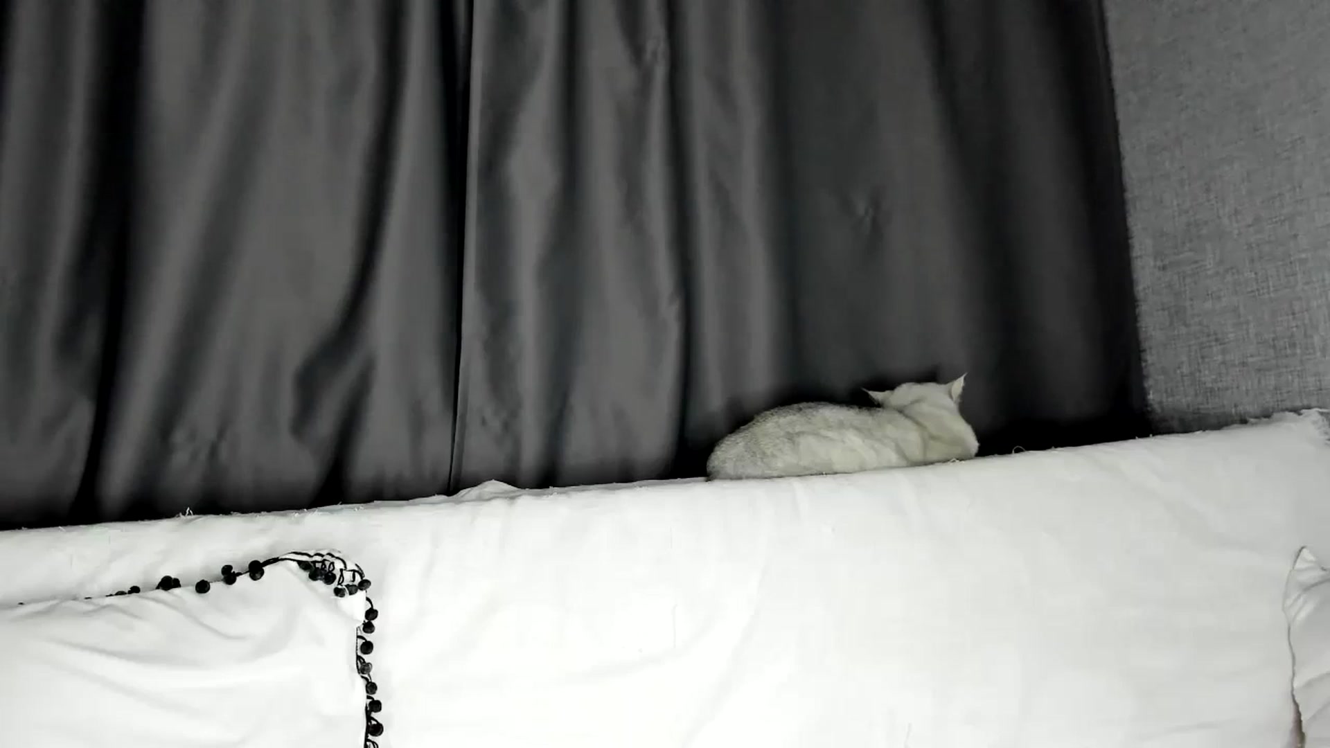 Gallery image thumbnail from Blake_Star's myfreecams stream on, 10/27/2023, 15:51 image 17 of 20