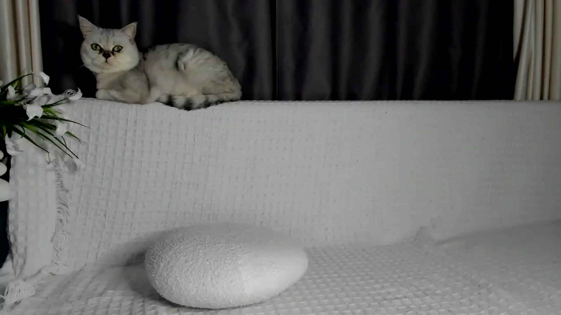 Gallery image thumbnail from Blake_Star's myfreecams stream on, 05/23/2024, 19:58 image 6 of 20
