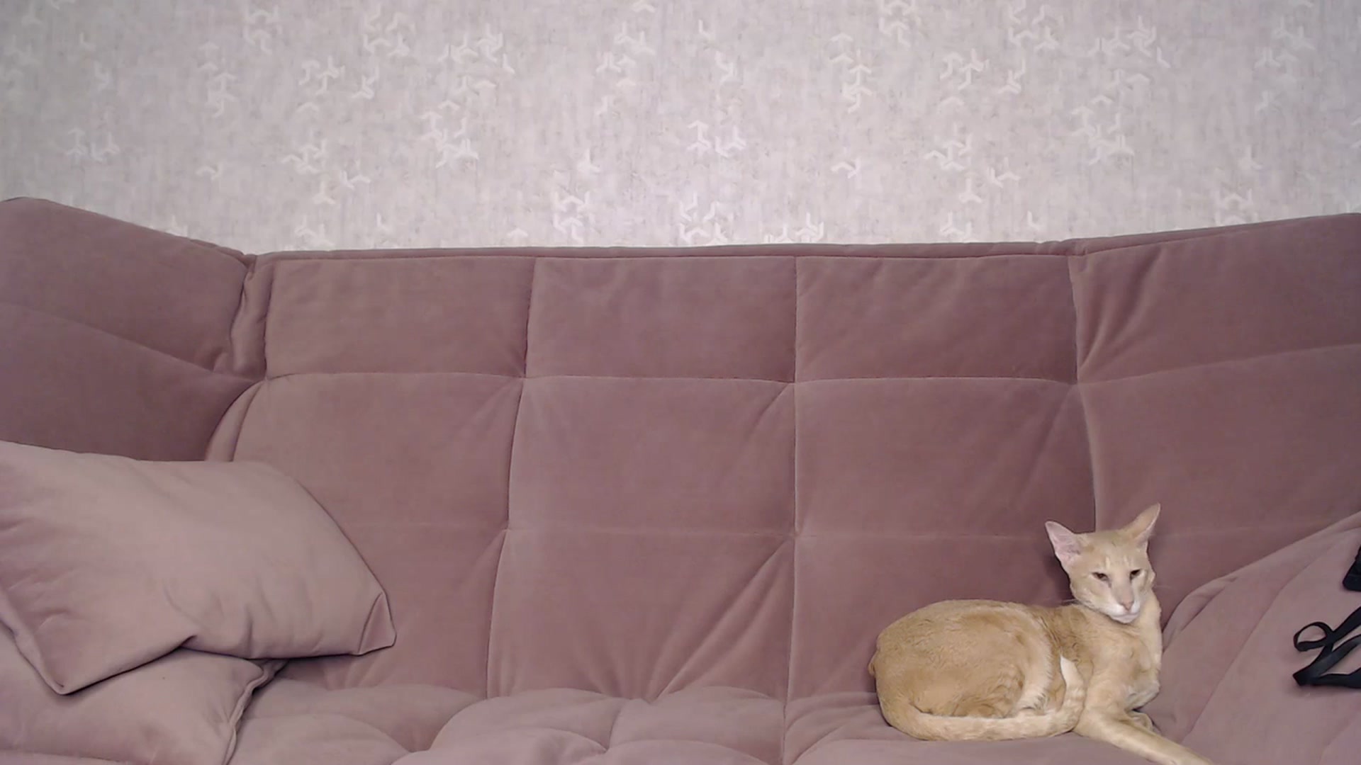 Gallery image thumbnail from Blondino4ka07's myfreecams stream on, 11/26/2023, 17:19 image 9 of 20