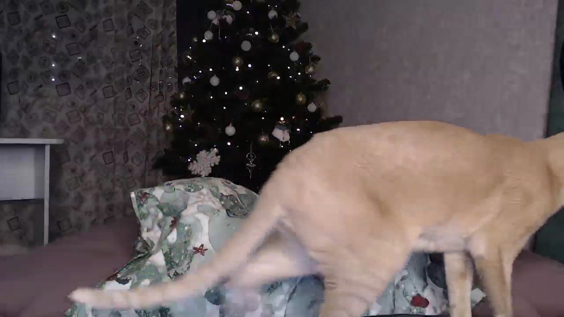Gallery image thumbnail from Blondino4ka07's myfreecams stream on, 12/24/2023, 18:07 image 11 of 20