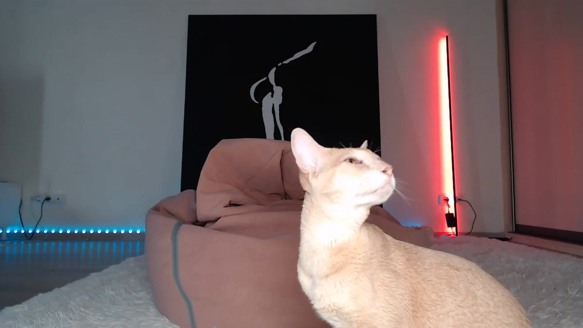 Gallery image thumbnail from Blondino4ka07's myfreecams stream on, 04/29/2025, 07:17 image 3 of 20
