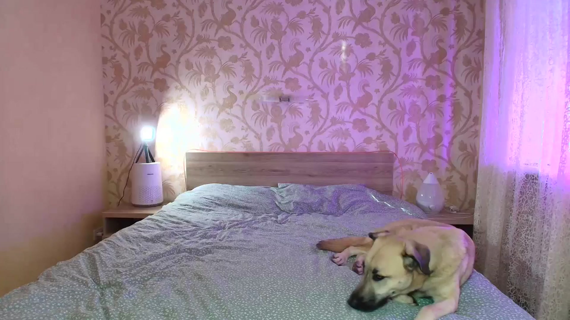 Gallery image thumbnail from BloodyMaria's myfreecams stream on, 02/16/2025, 09:24 image 1 of 20