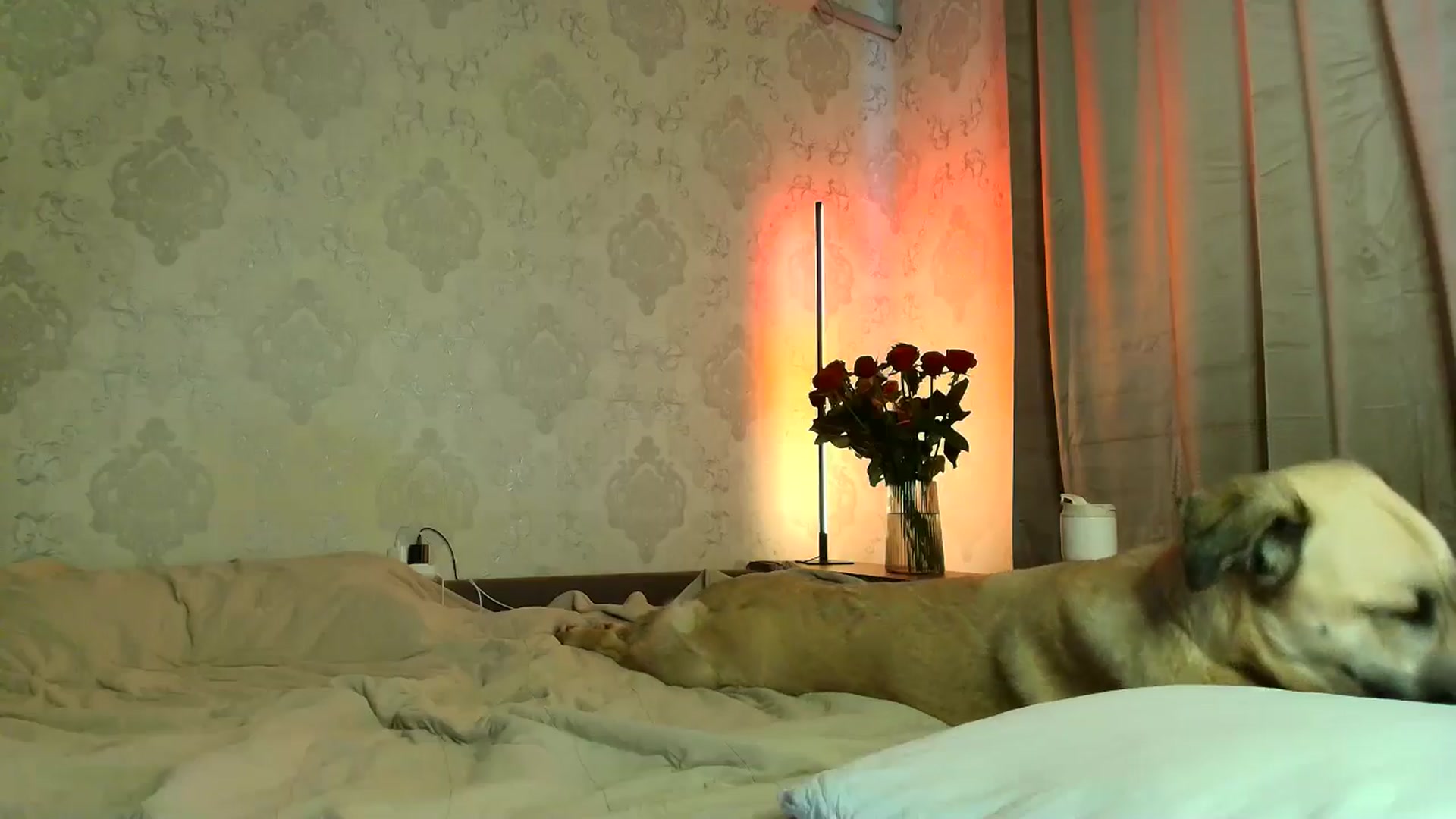Gallery image thumbnail from BloodyMaria's myfreecams stream on, 04/07/2026, 11:19 image 20 of 20